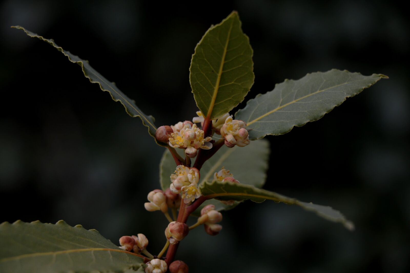 Canon EOS 7D Mark II + Canon EF-S 18-135mm F3.5-5.6 IS STM sample photo. Laurus nobilis, bay, bloom photography