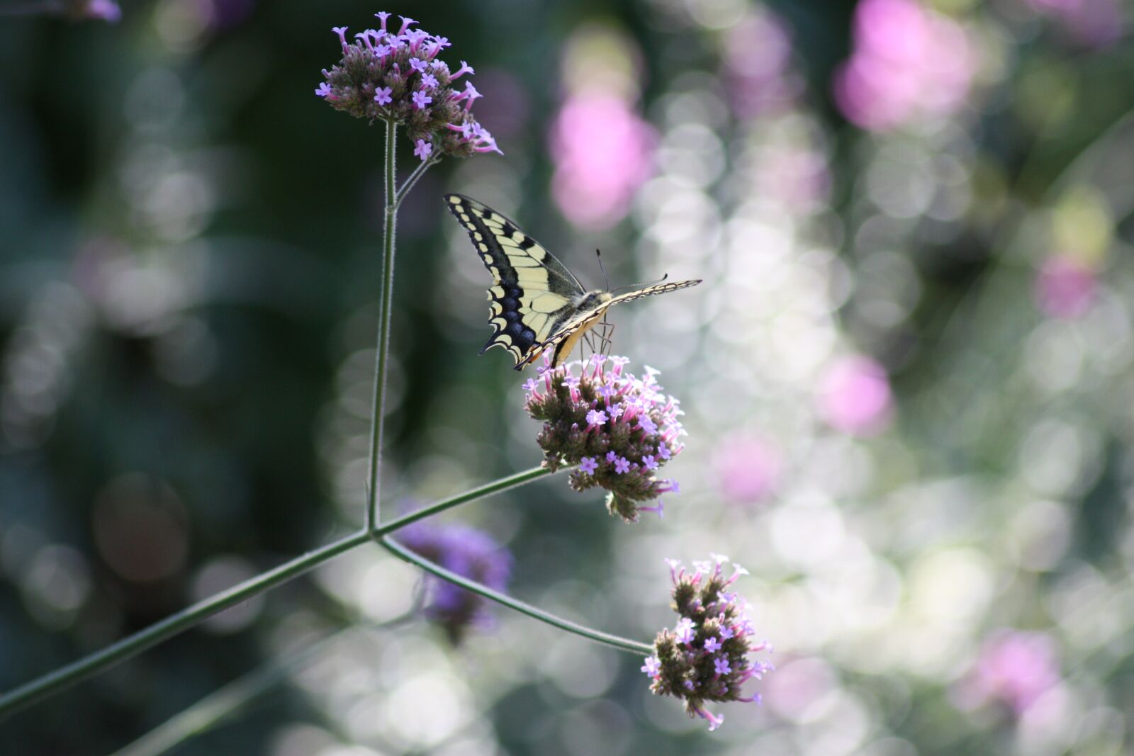 Canon EOS 450D (EOS Rebel XSi / EOS Kiss X2) sample photo. Nature, butterfly, flowers photography