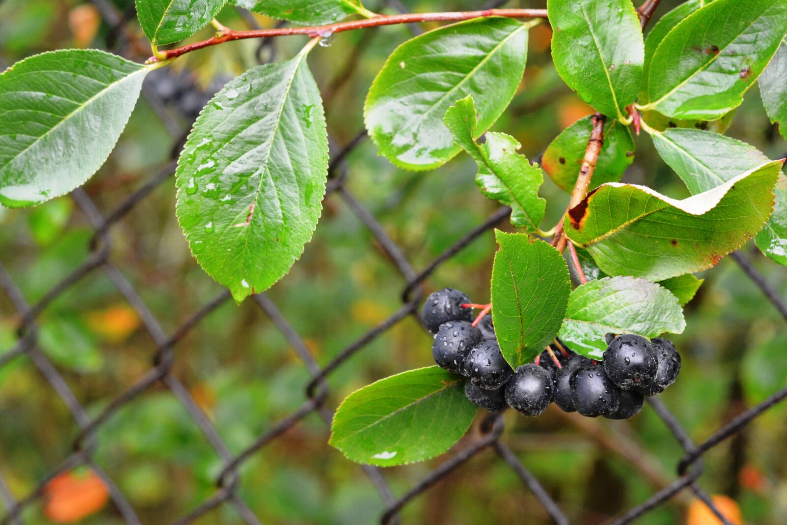 Nikon D5200 sample photo. Aronia, aron, fruit photography
