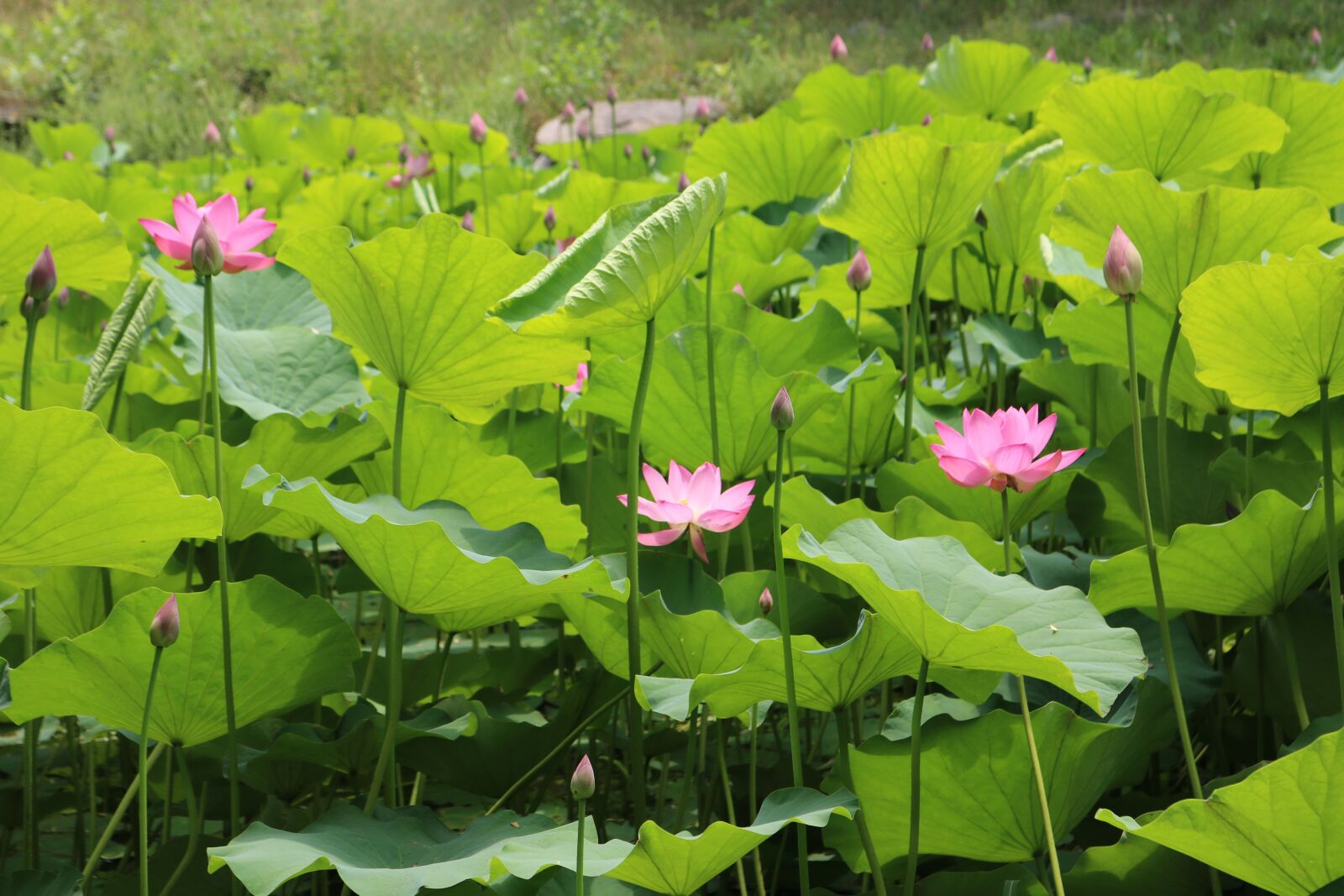 Canon EOS 750D (EOS Rebel T6i / EOS Kiss X8i) sample photo. Old summer palace, park photography