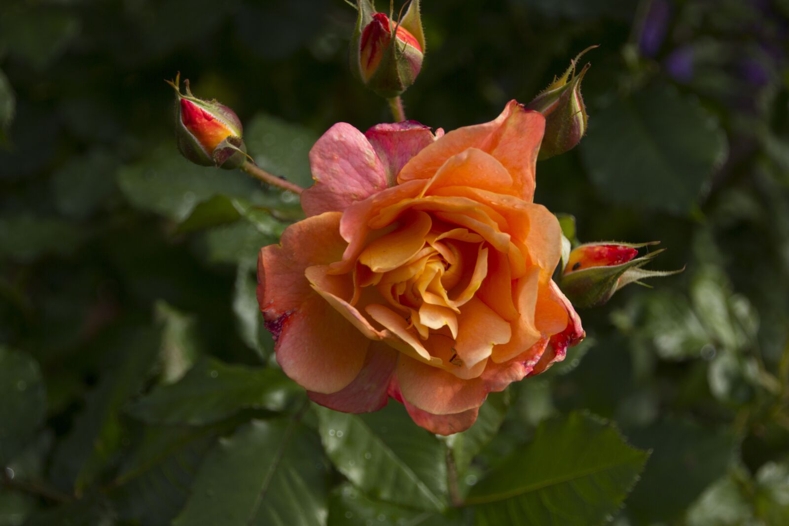 Canon EOS 60D sample photo. Rose, nature, rose blooms photography