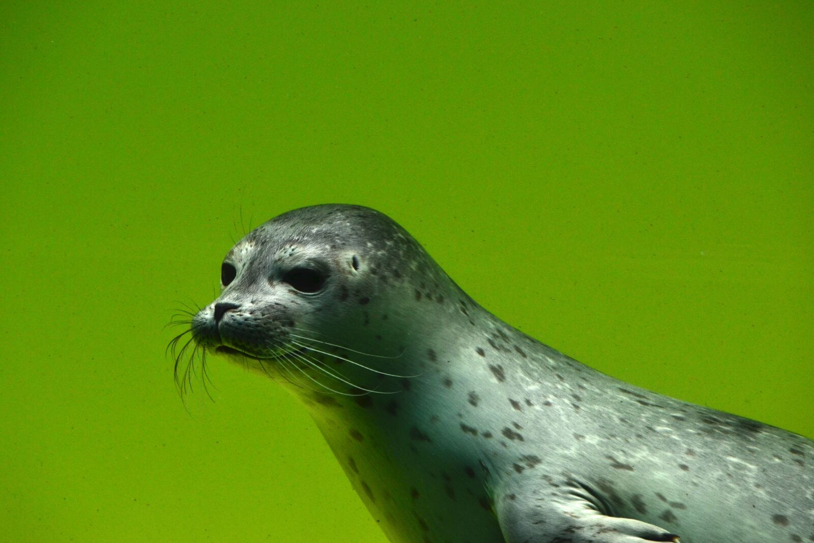Nikon D3100 sample photo. Seal, animals, nature photography