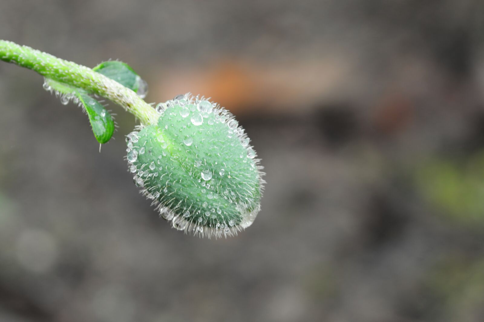 Canon EOS 200D (EOS Rebel SL2 / EOS Kiss X9) sample photo. Poppy capsule, drop of photography
