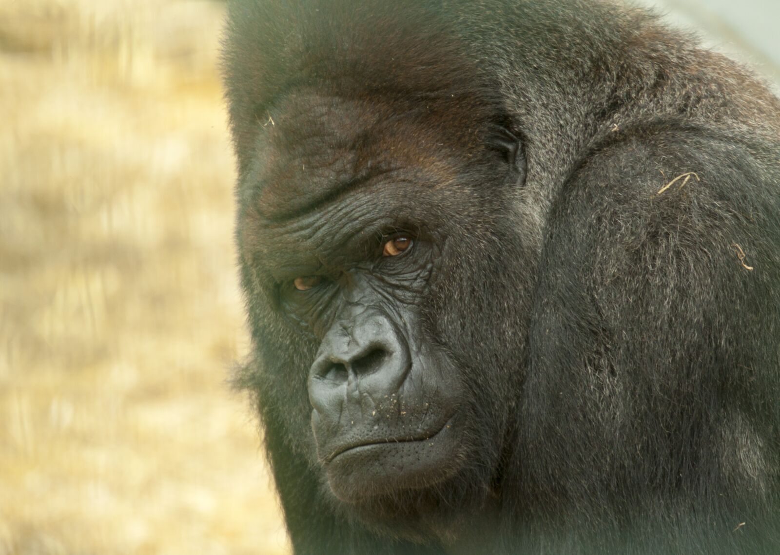 Canon EF 70-300mm F4.5-5.6 DO IS USM sample photo. Gorilla, looking, stare photography