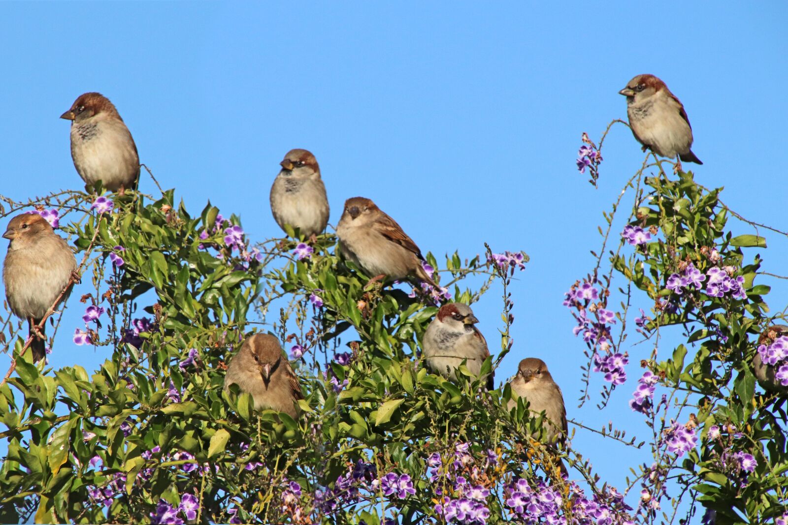 Canon EOS 800D (EOS Rebel T7i / EOS Kiss X9i) sample photo. Birds, sparrows, family photography