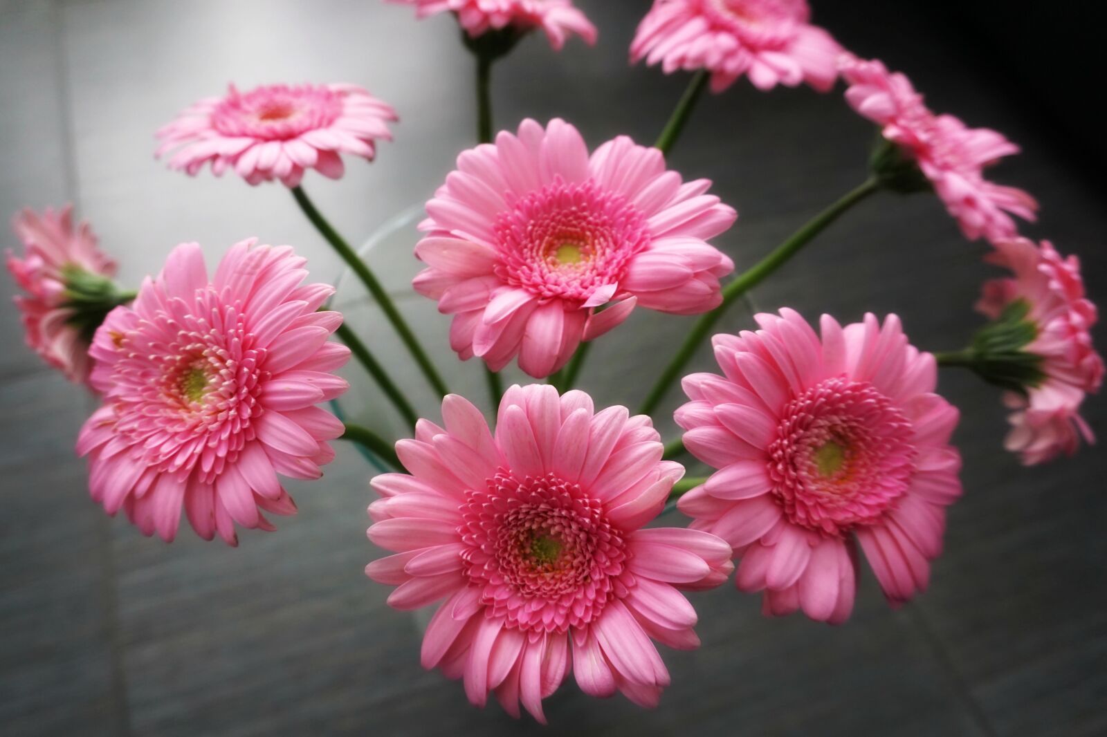 Sony a6000 sample photo. Gerbera, pink, flowers photography
