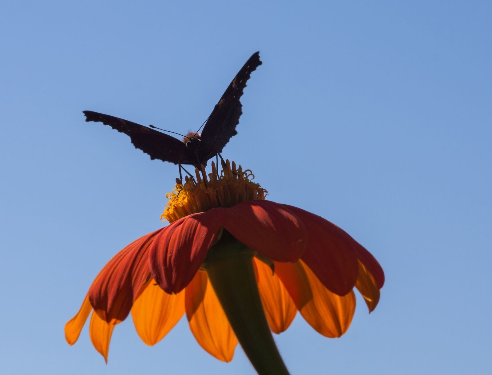 Sony SLT-A55 (SLT-A55V) sample photo. Mexican sunflower, flower, summer photography