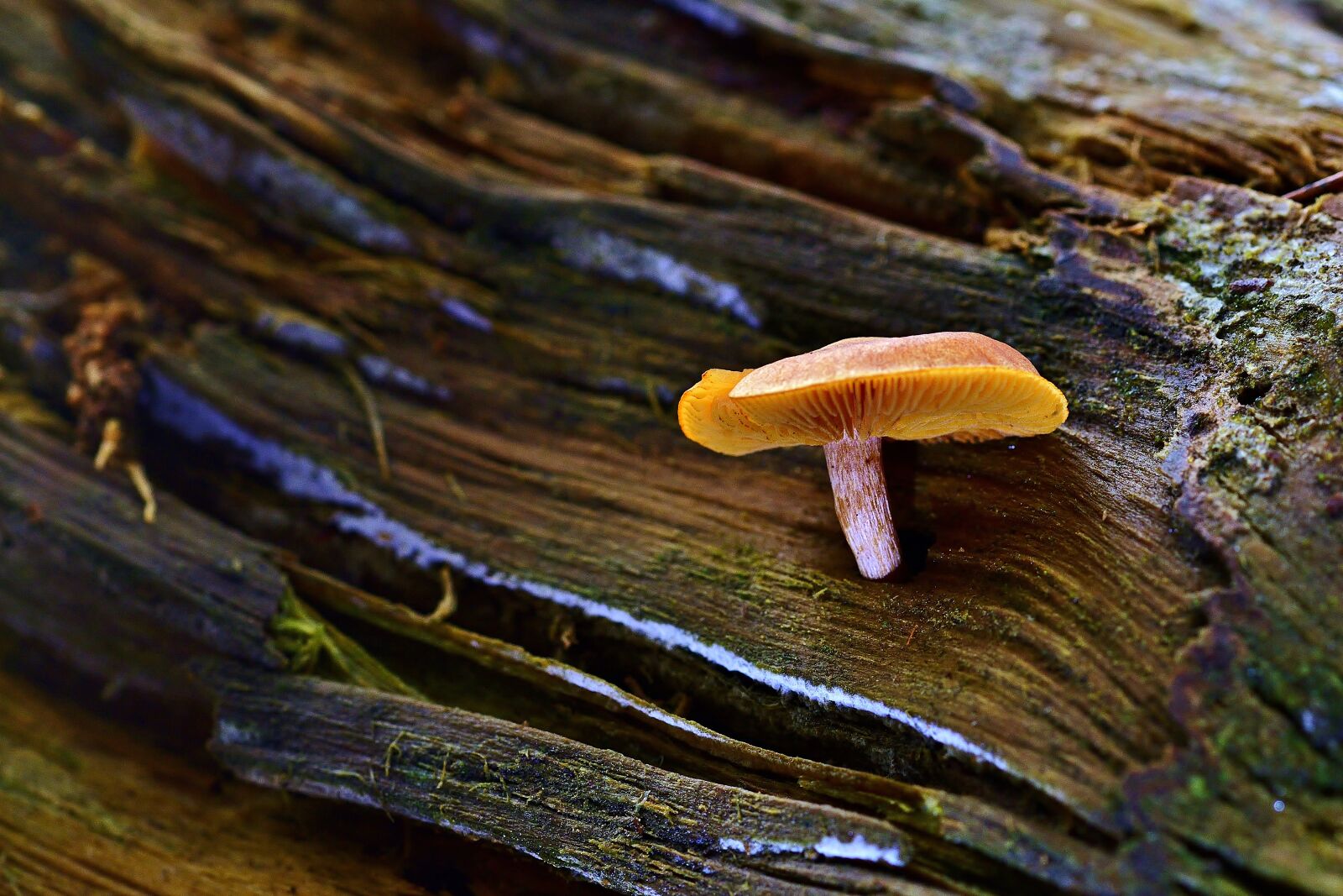 Nikon D5200 sample photo. Nature, autumn, mushroom photography