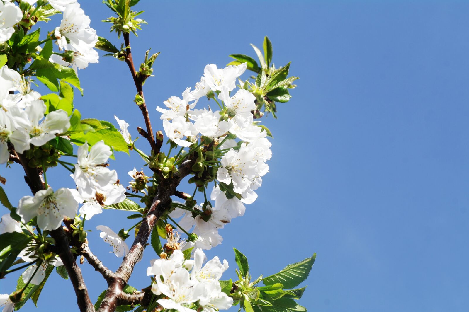 Samsung NX10 sample photo. White flower, cherry blossom photography