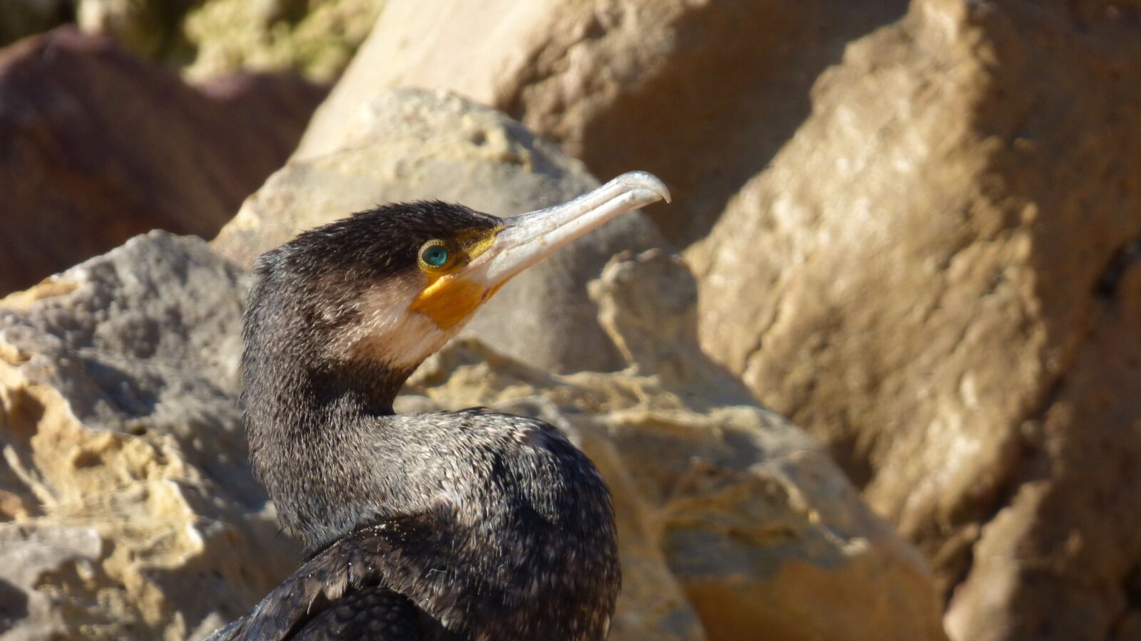 Panasonic DMC-FZ72 sample photo. Bird, cormorant, rocks photography