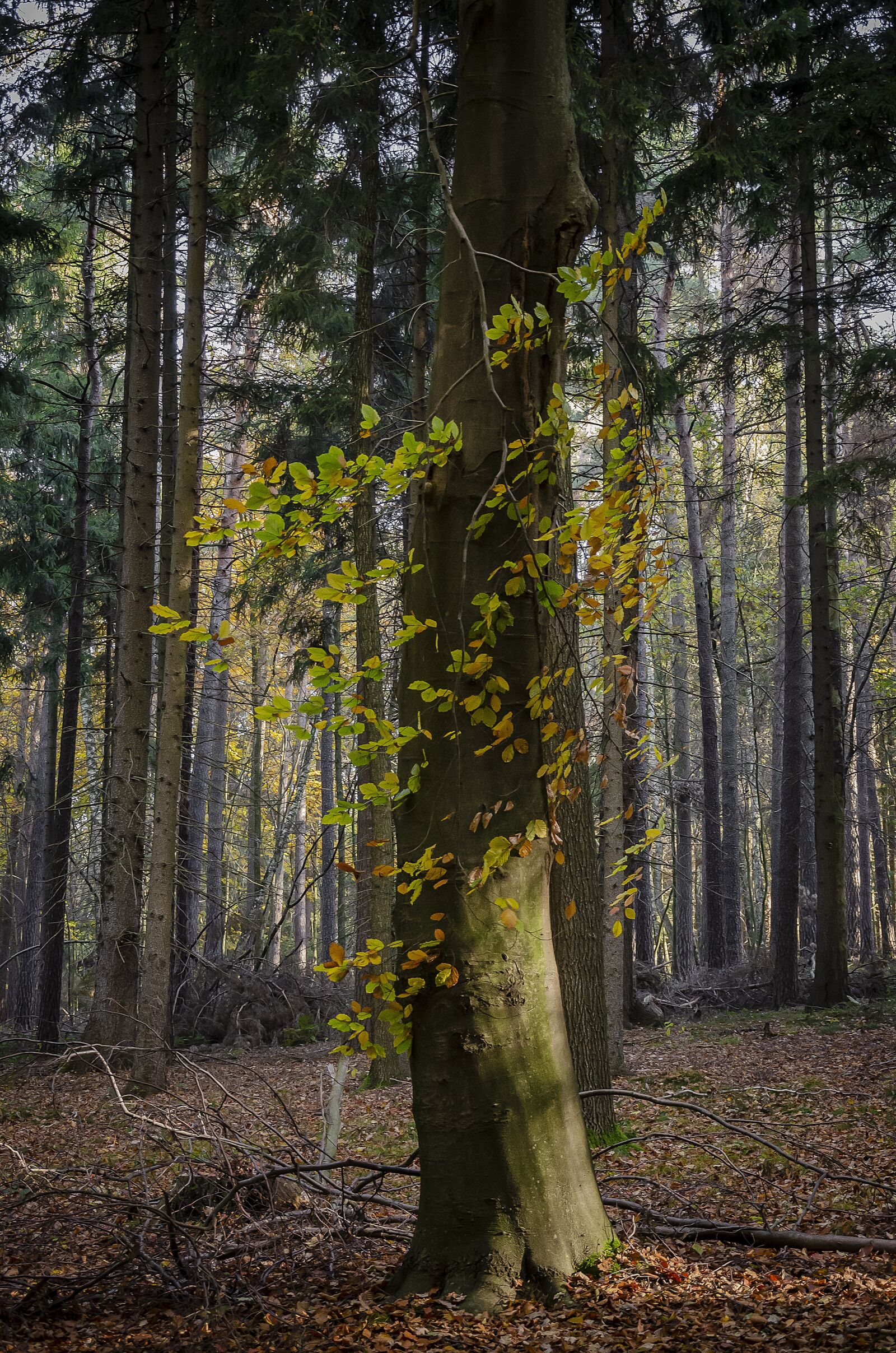 Nikon D7000 sample photo. Forest, lighting, trees photography