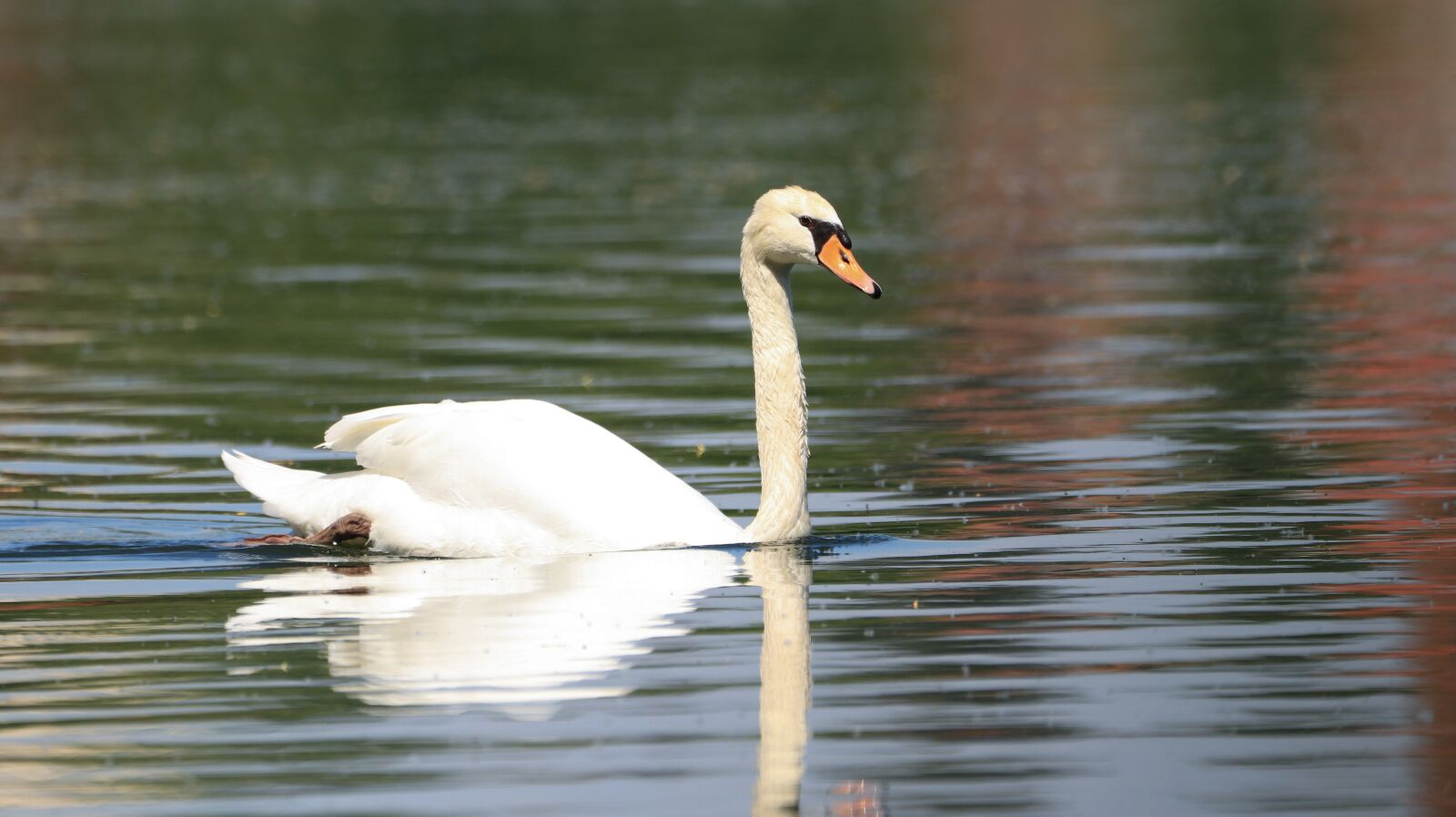 150-600mm F5-6.3 DG OS HSM | Contemporary 015 sample photo. Swan, lake, bird photography
