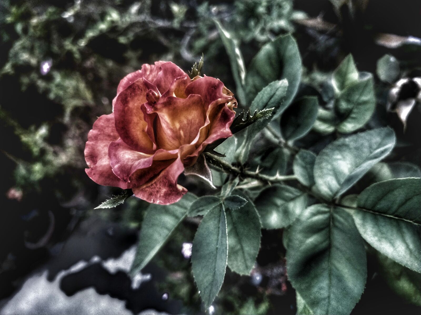 OPPO Realme 2 Pro sample photo. Flower, rose, rosa centifolia photography
