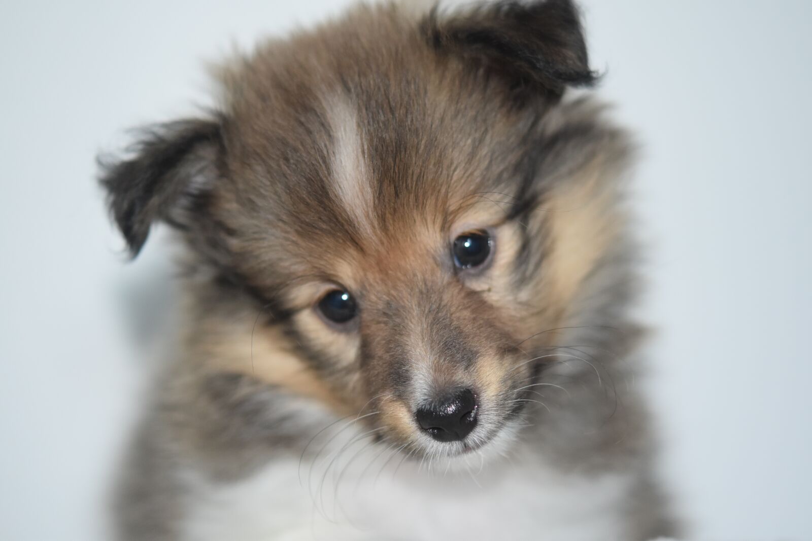 Nikon D5600 sample photo. Dog, dog shetland sheepdog photography
