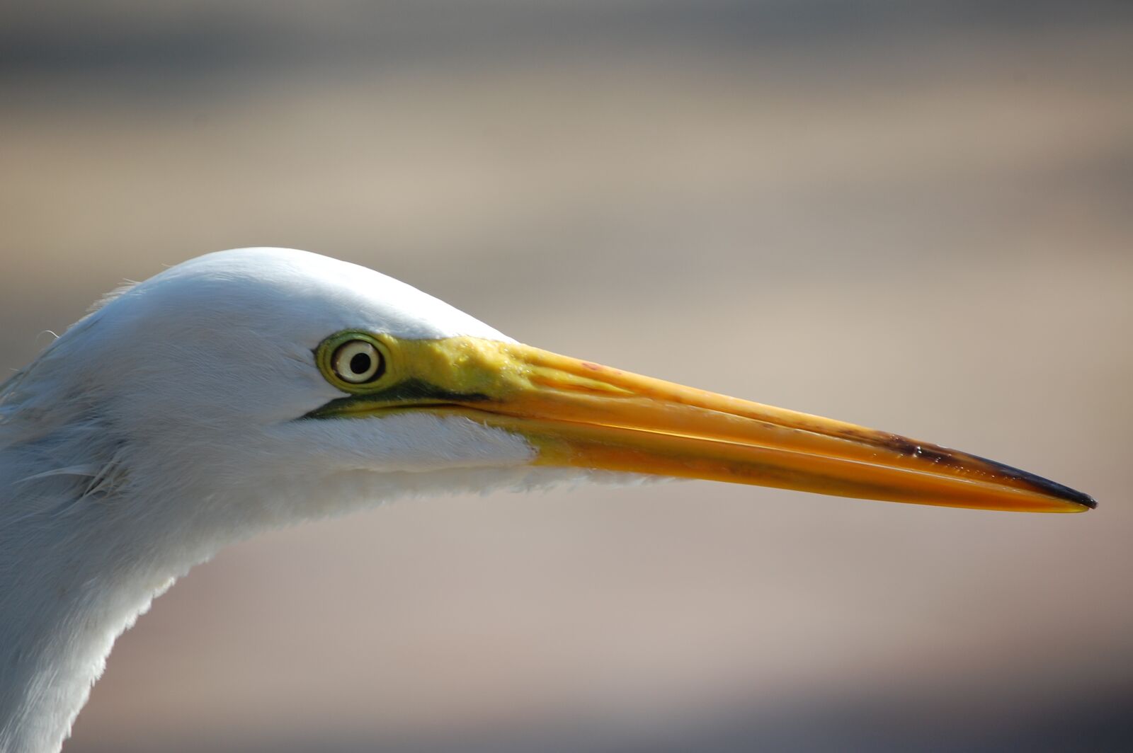 Nikon D40 sample photo. Bird, nature, fauna photography