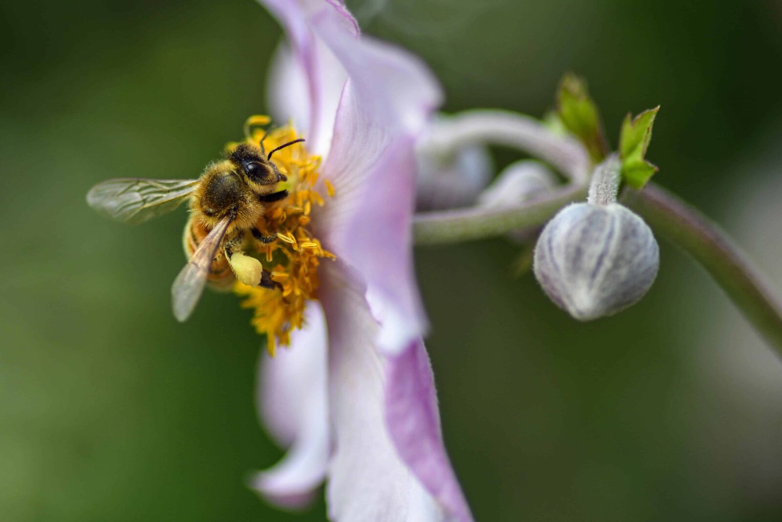 Nikon D500 sample photo. Flora, bee, nature, insect photography
