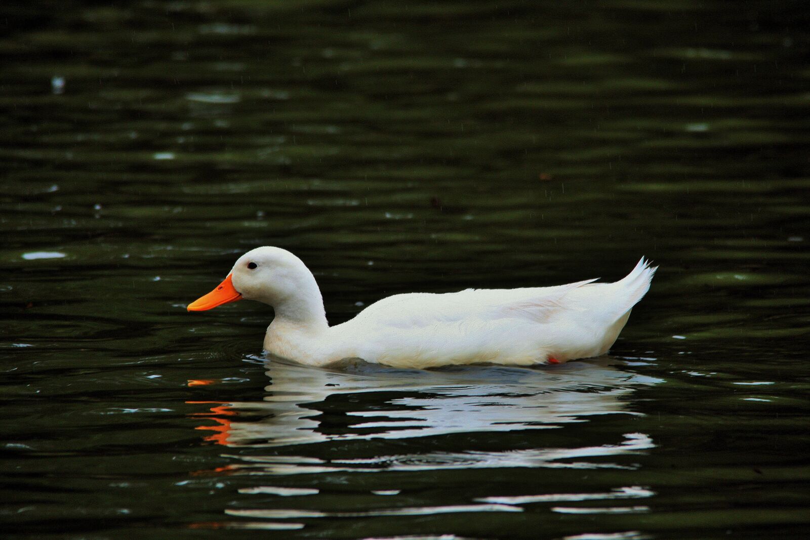 Canon EOS 400D (EOS Digital Rebel XTi / EOS Kiss Digital X) sample photo. White duck, duck, white photography