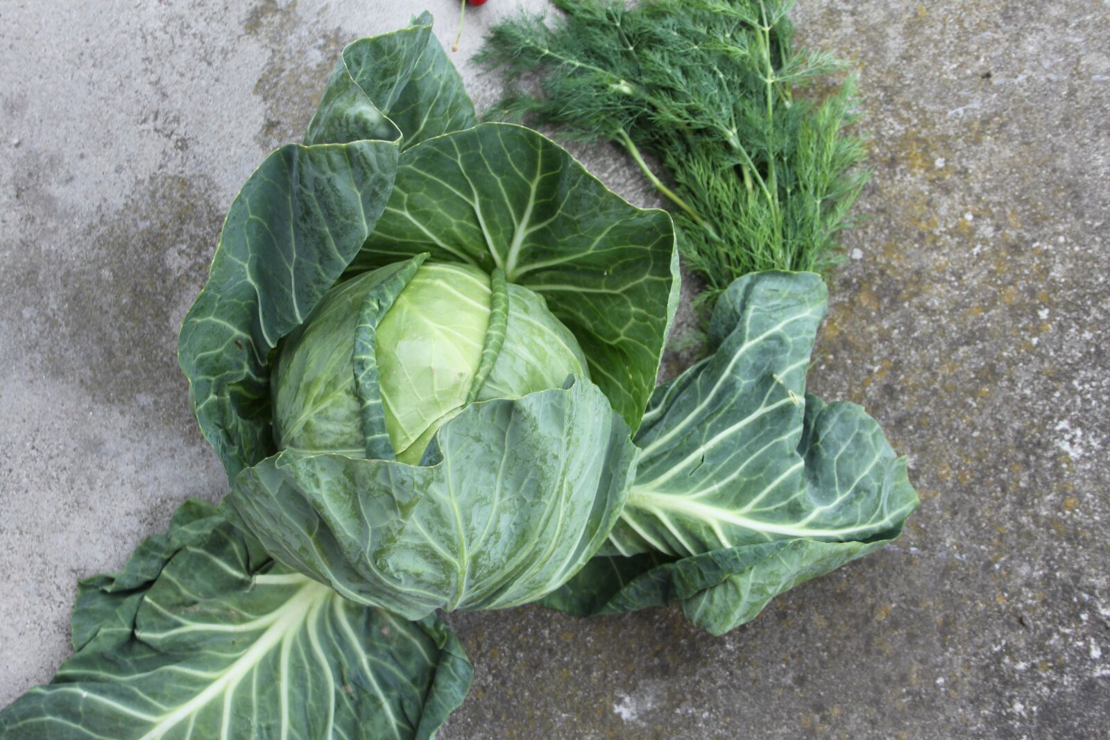 Canon EOS 500D (EOS Rebel T1i / EOS Kiss X3) sample photo. Cabbage, cherries, fruit photography