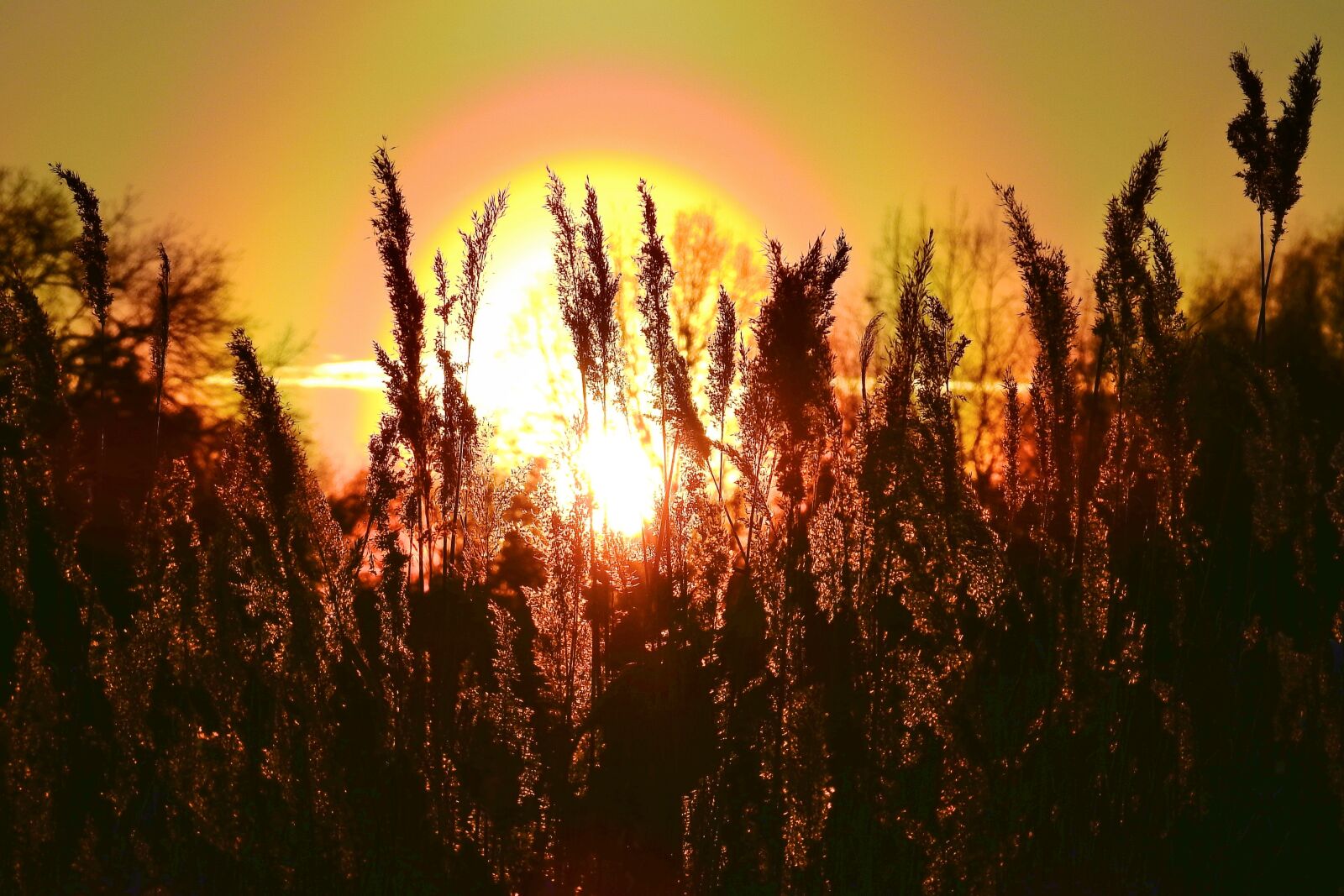 Nikon Coolpix P900 sample photo. Sunset, cane, figure photography