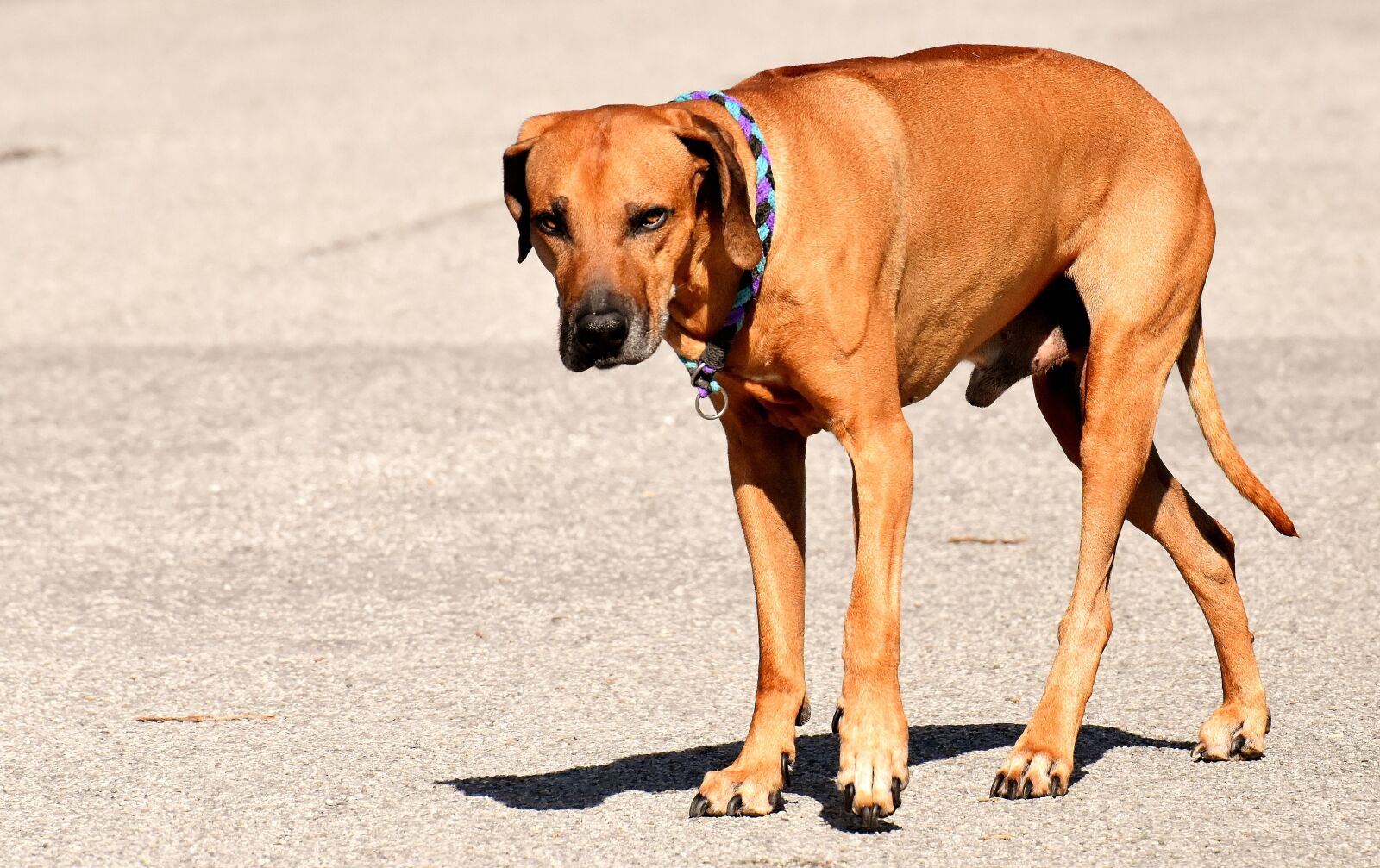 Nikon D7200 sample photo. Dog, pet, ridgeback photography