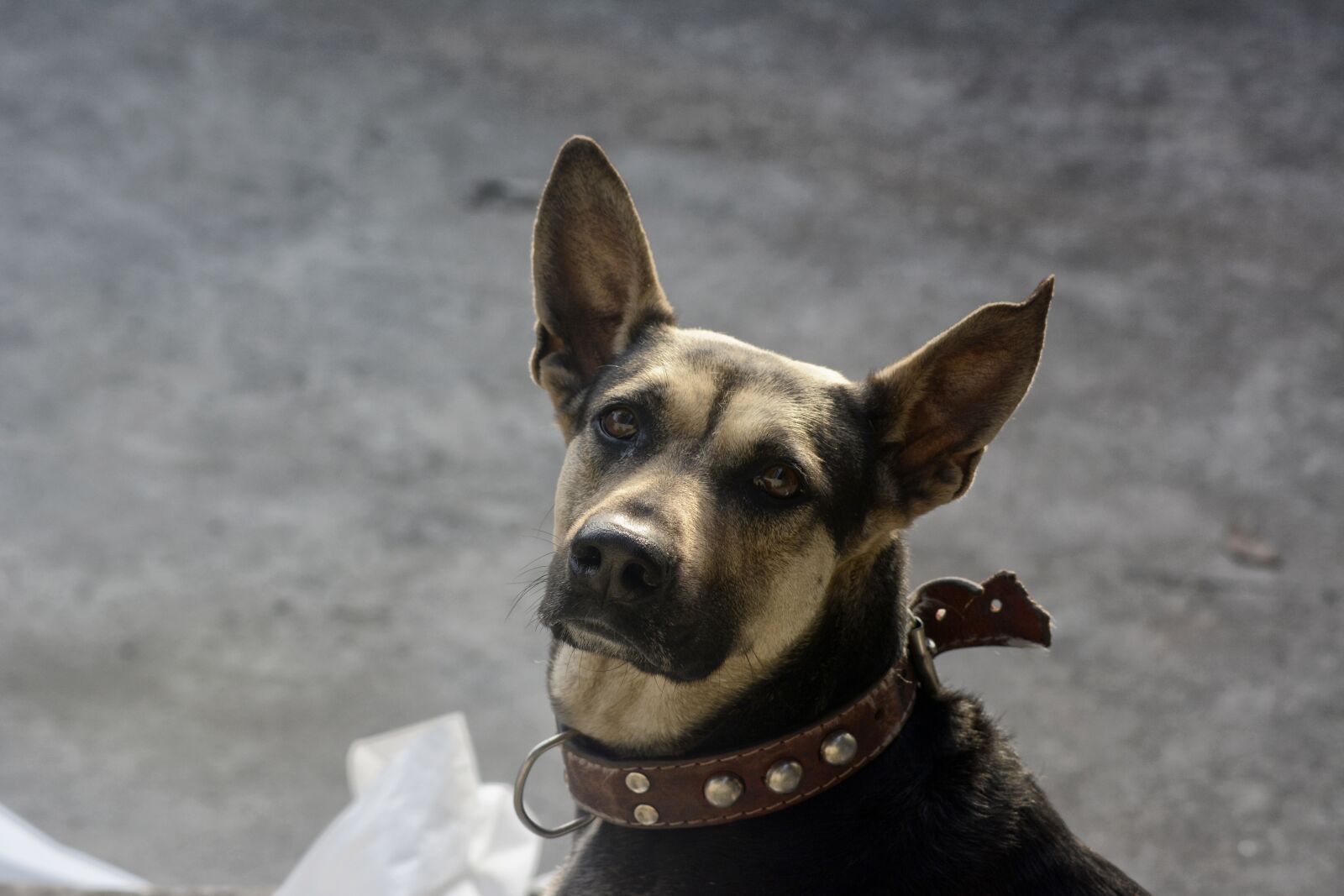 Nikon D7100 sample photo. Dog, look canine, animal photography