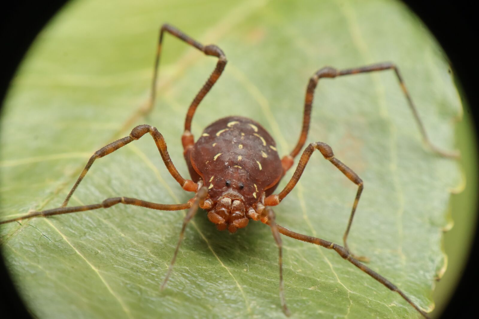 Canon EF-M 15-45mm F3.5-6.3 IS STM sample photo. Arachnid, reaper, opilión photography