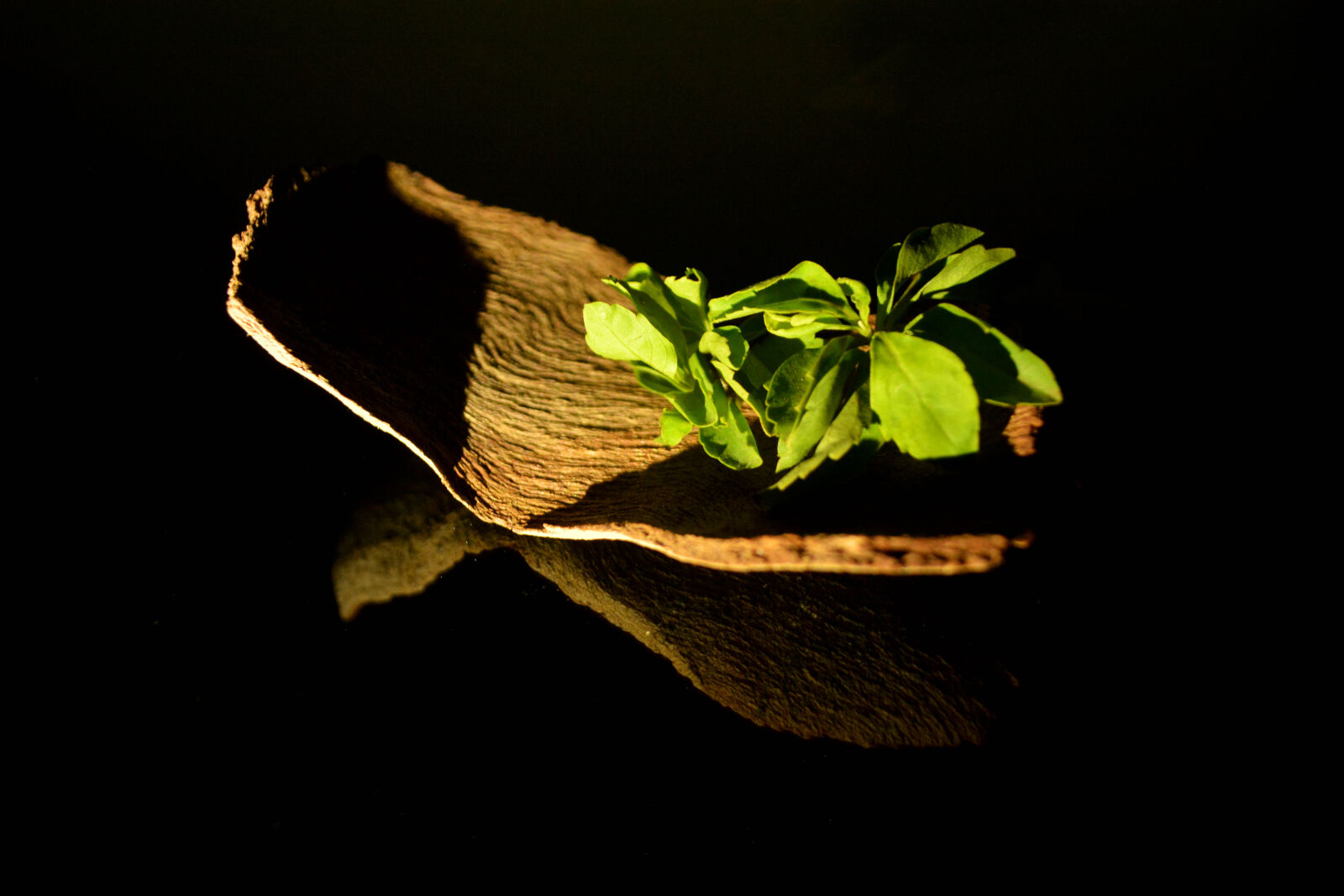 Nikon D5200 sample photo. Combination, creativity, earth, evergreen photography