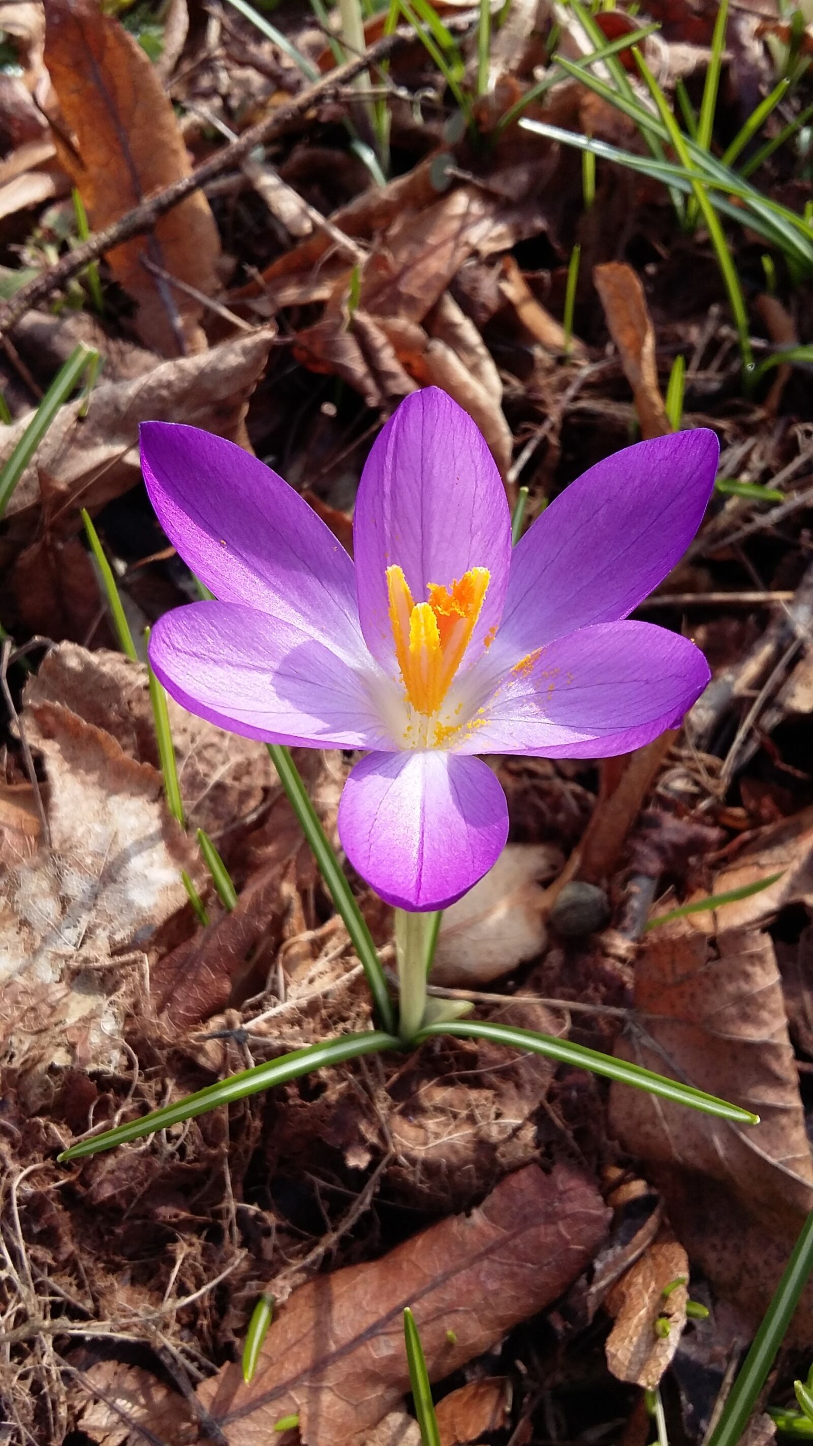 Samsung Galaxy A3 sample photo. Flower, crocus, spring photography
