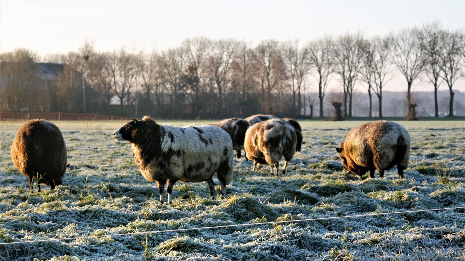 Sony Alpha DSLR-A350 sample photo. Sheep, winter, frozen photography