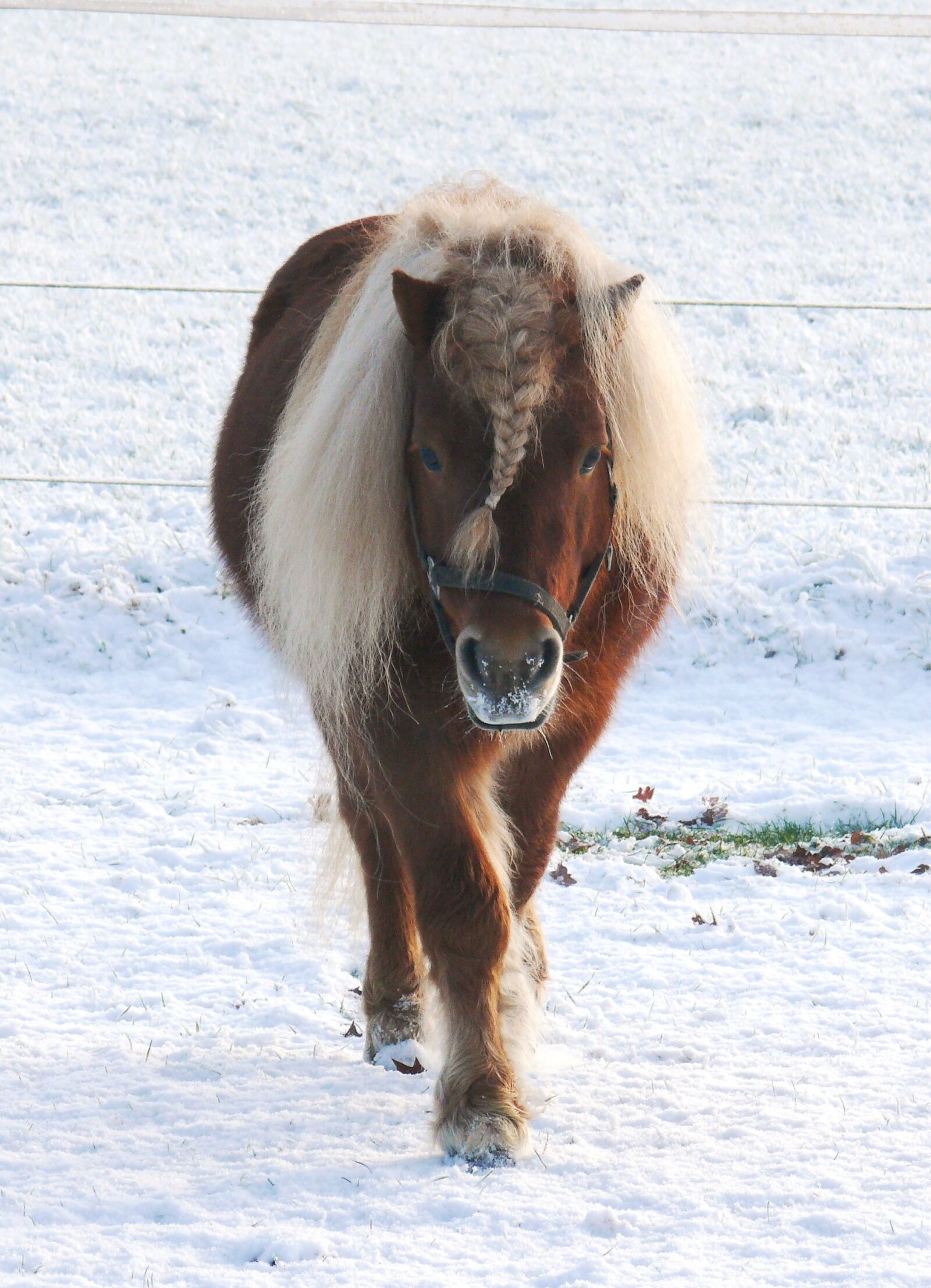 Panasonic DMC-FZ50 sample photo. Horse, pony, pasture photography