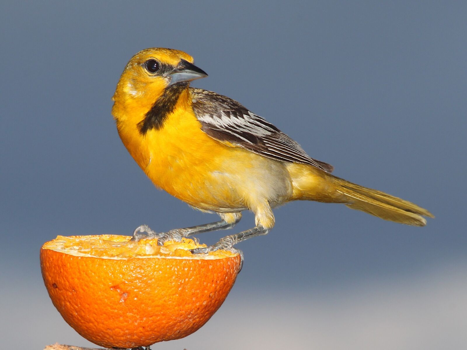 Canon EOS 500D (EOS Rebel T1i / EOS Kiss X3) sample photo. Bullocks oriole, bird, perched photography