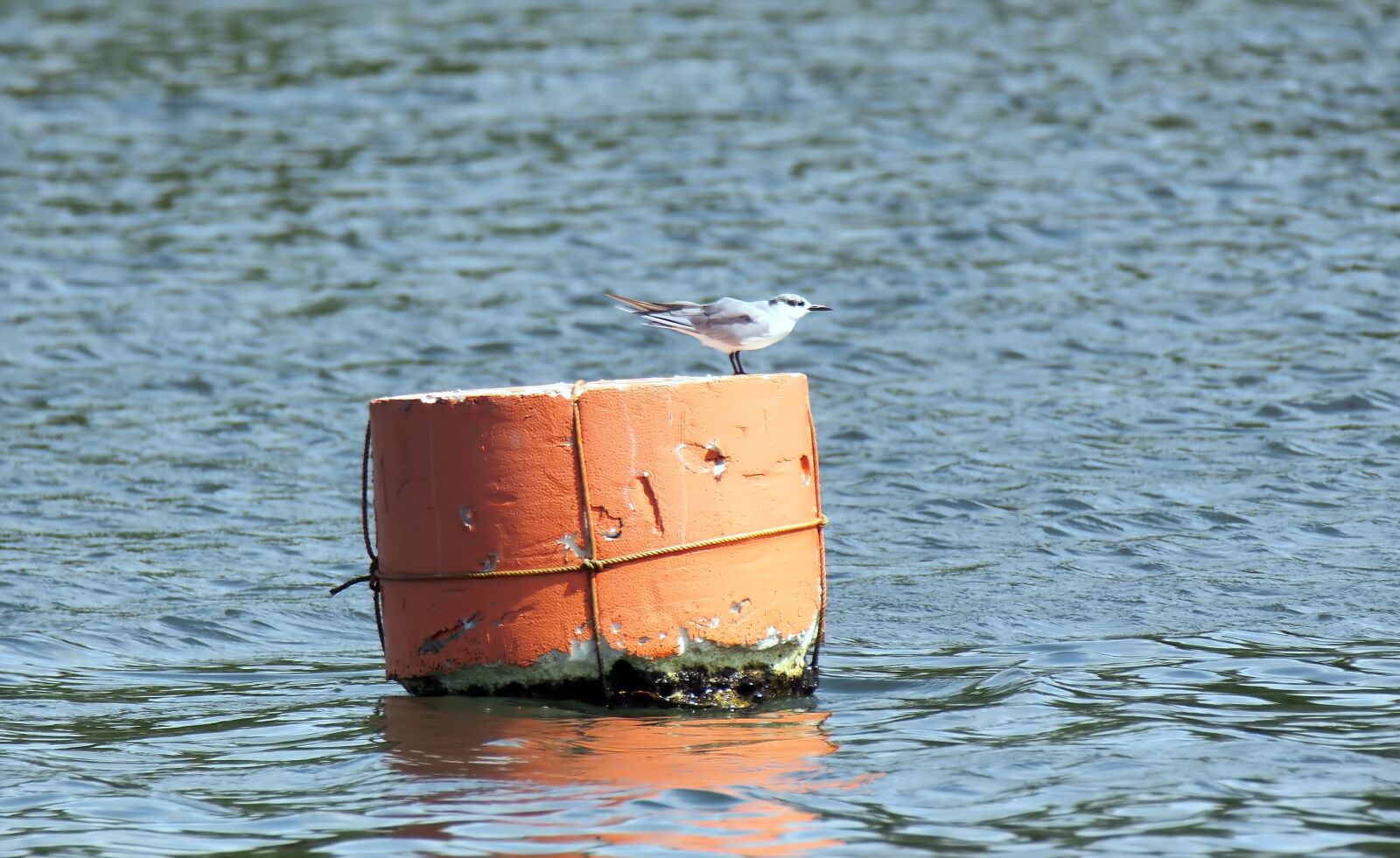 Olympus OM-D E-M1 sample photo. Bird, wild, wildlife photography