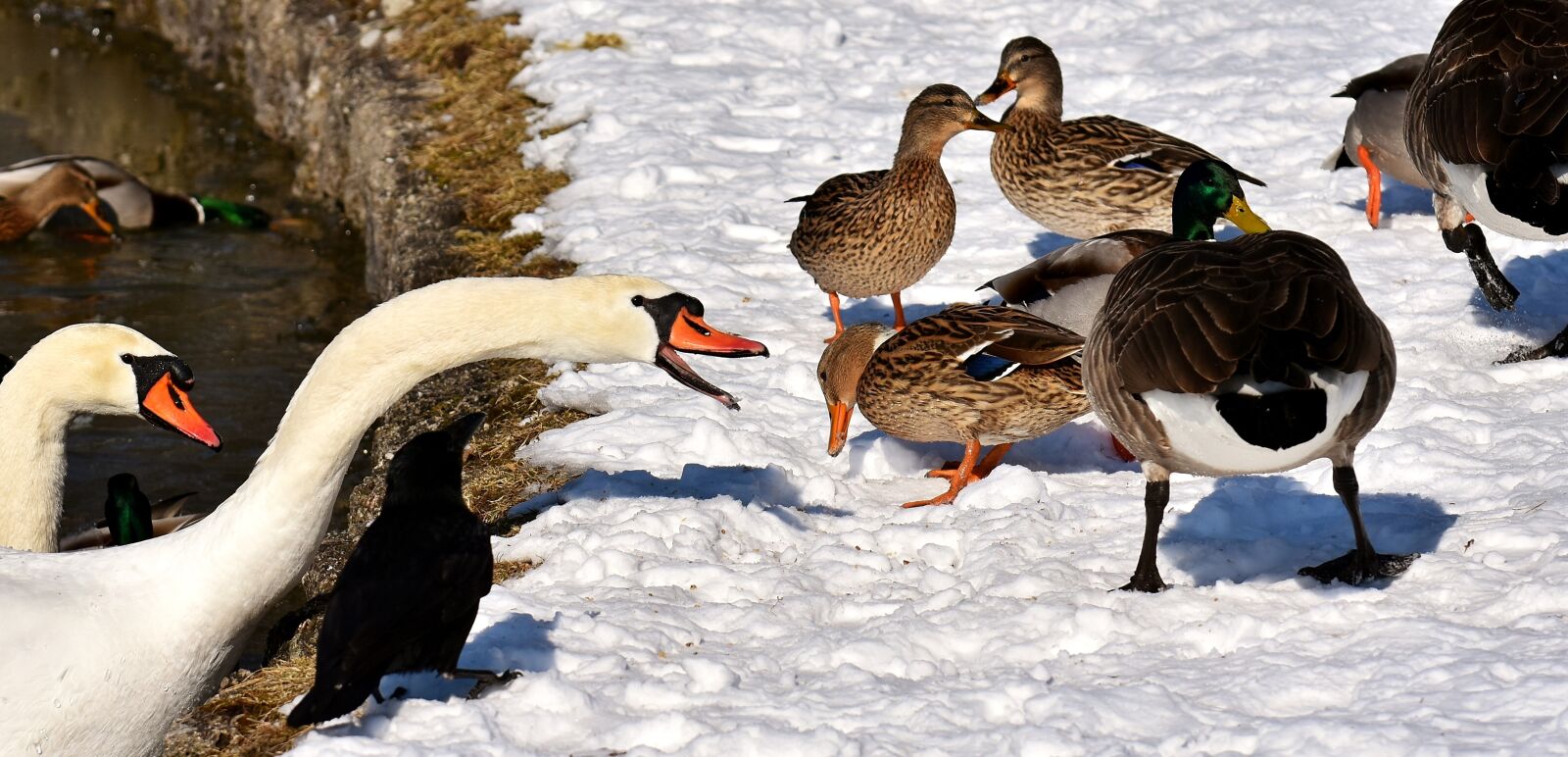 Nikon D7200 sample photo. Swan, ducks, canada goose photography