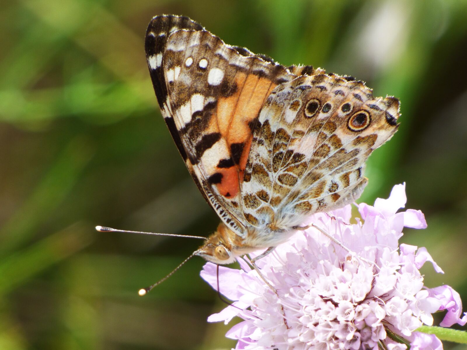 Panasonic Lumix DMC-FZ70 sample photo. Butterfly, wild flower, libar photography