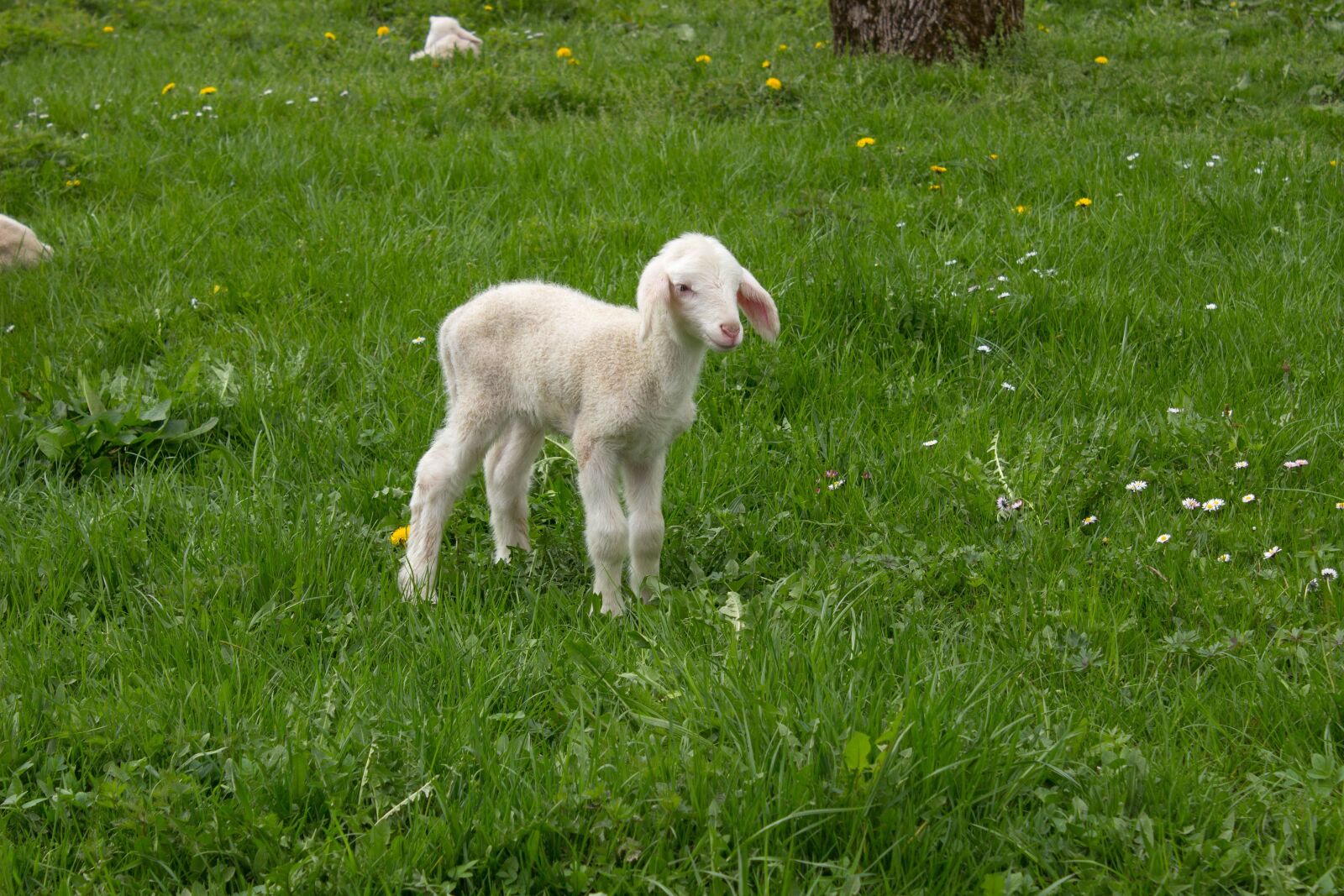 Canon EOS 600D (Rebel EOS T3i / EOS Kiss X5) sample photo. Lamb, spring, meadow photography
