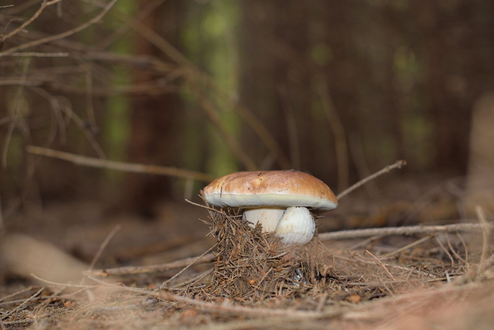 Nikon D610 sample photo. Mushrooms, mushroom, forest mushrooms photography