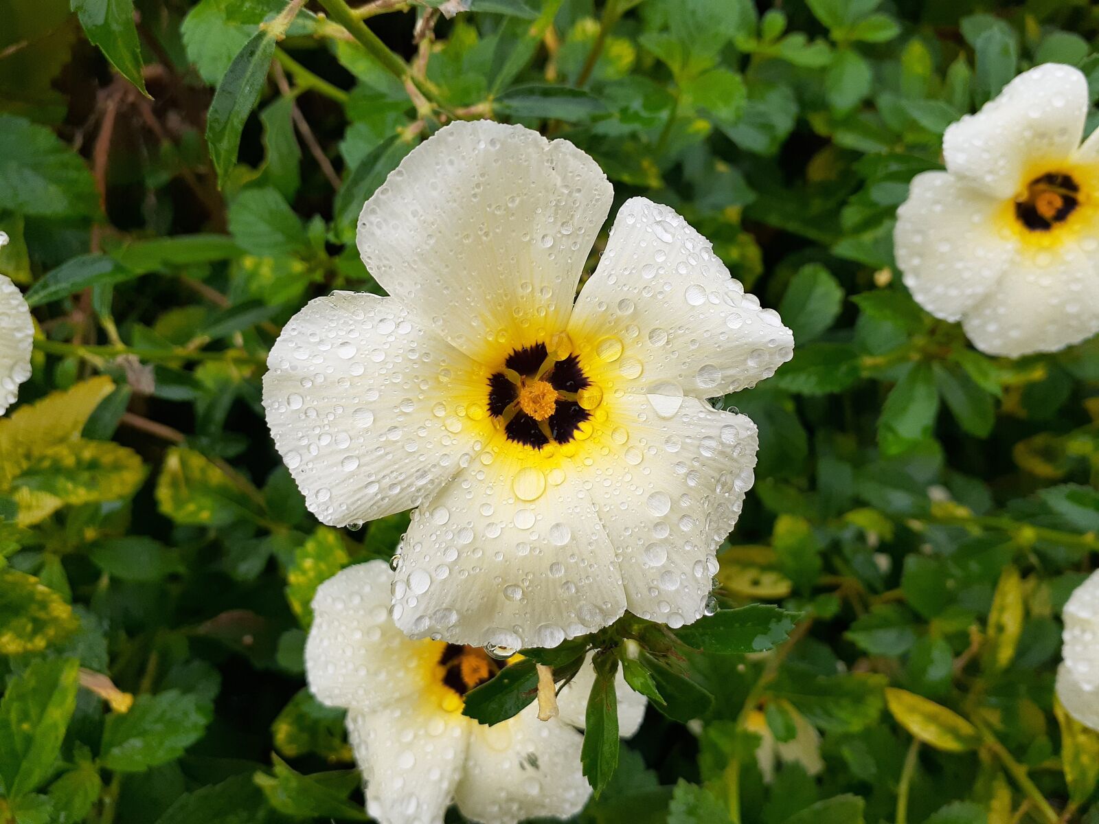 Samsung Galaxy A20 sample photo. Flower, day, spray photography