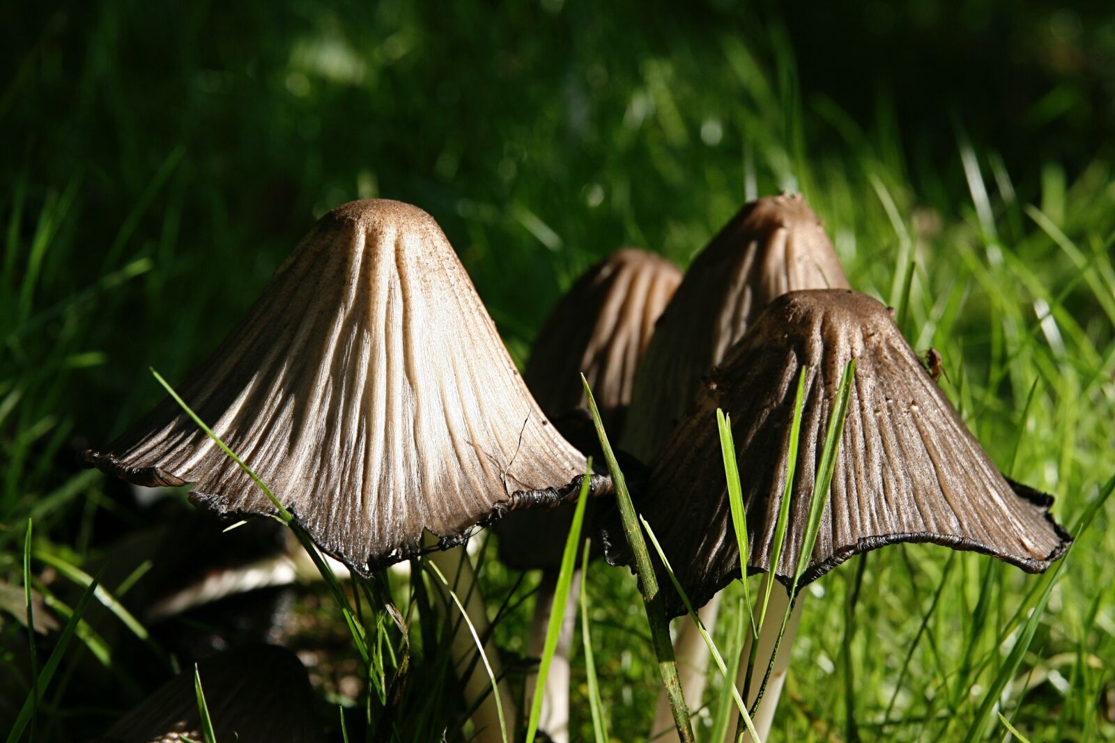 Canon EOS 400D (EOS Digital Rebel XTi / EOS Kiss Digital X) sample photo. Mushrooms, meadow, grass photography