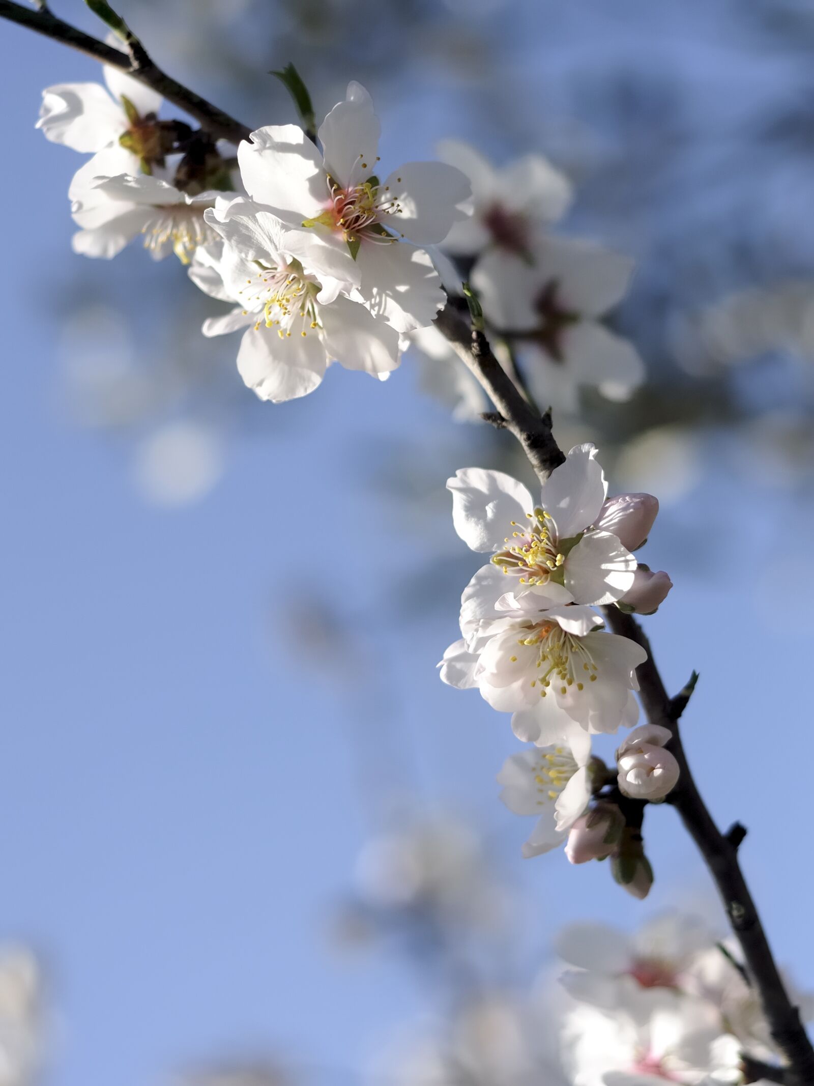 Nikon D90 sample photo. Almond blossom, almond tree photography