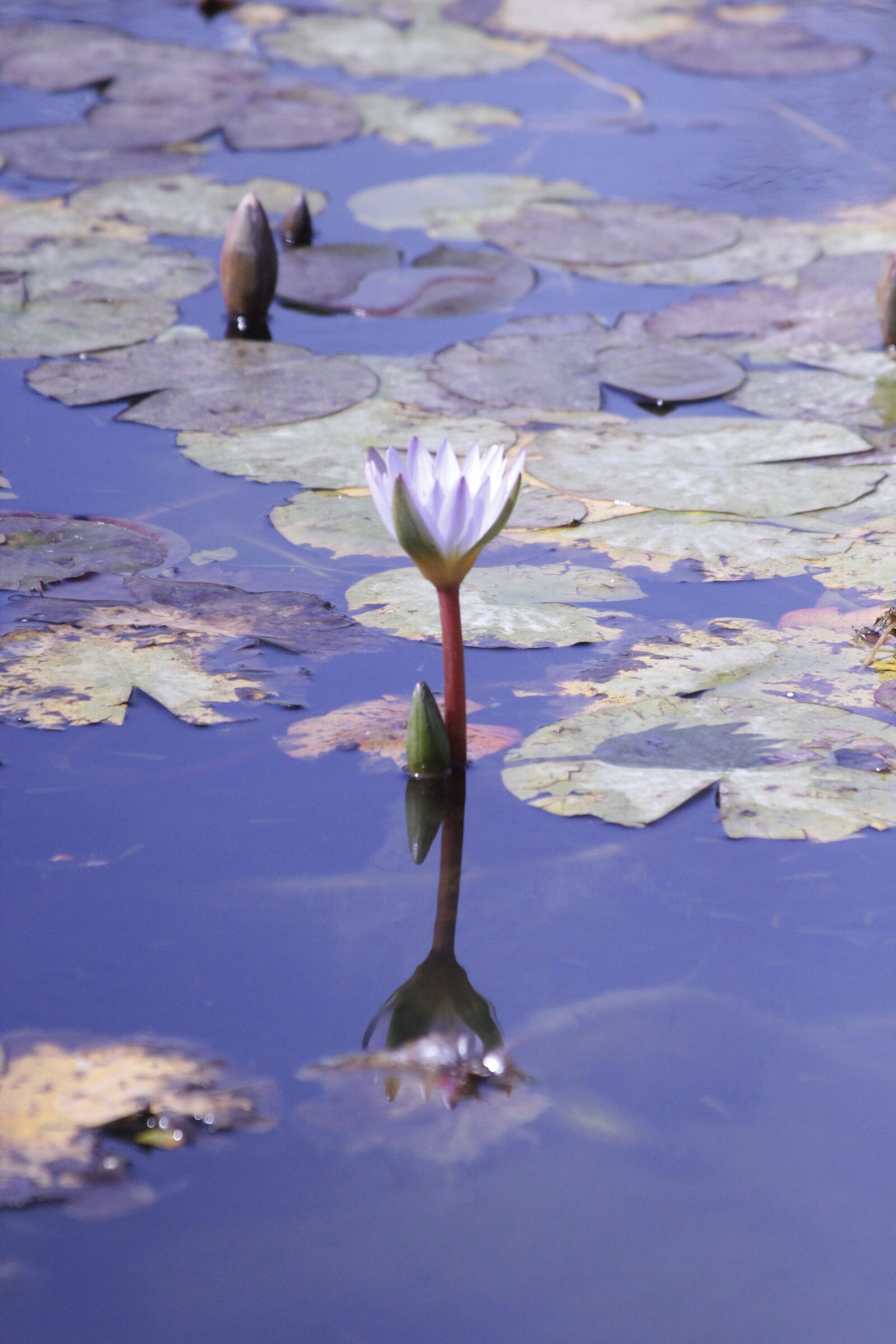 Canon EOS 550D (EOS Rebel T2i / EOS Kiss X4) sample photo. Water flower, purple, telaviv photography