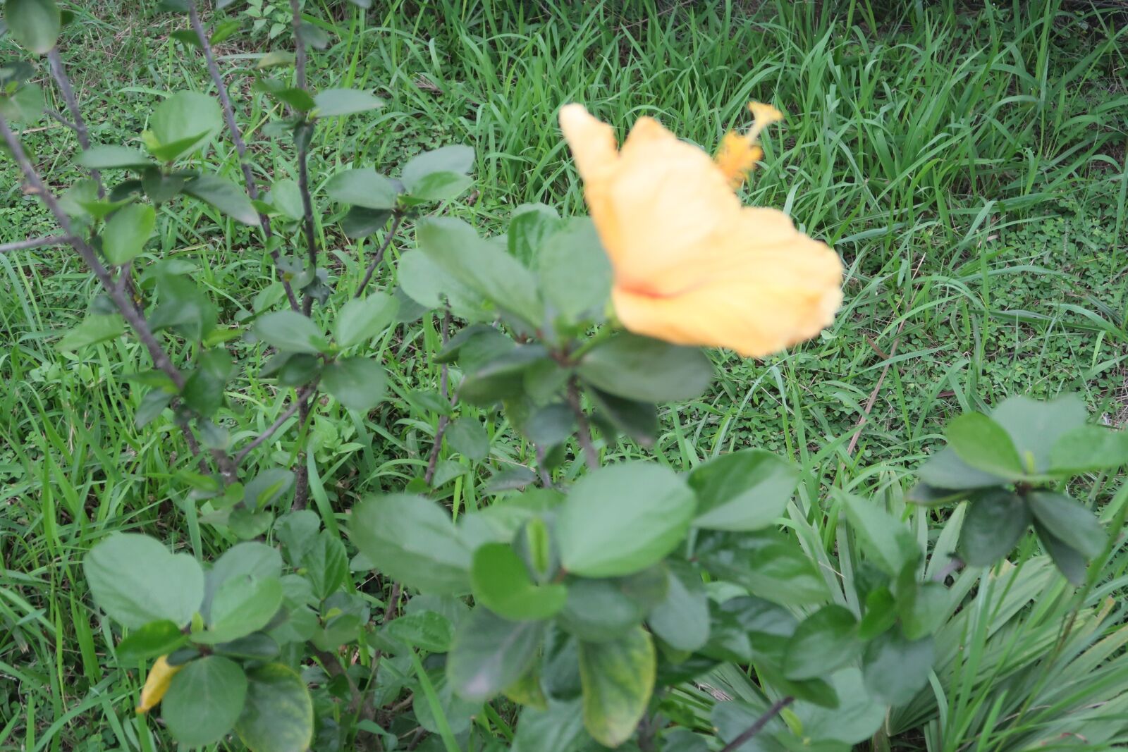 Canon PowerShot G7 X Mark II sample photo. See beautiful flowers, image photography