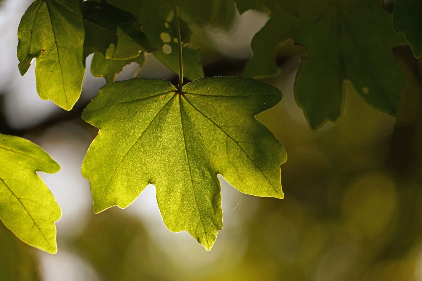 Sony a7 + Sony FE 24-240mm F3.5-6.3 OSS sample photo. Green leaf, sun, light photography