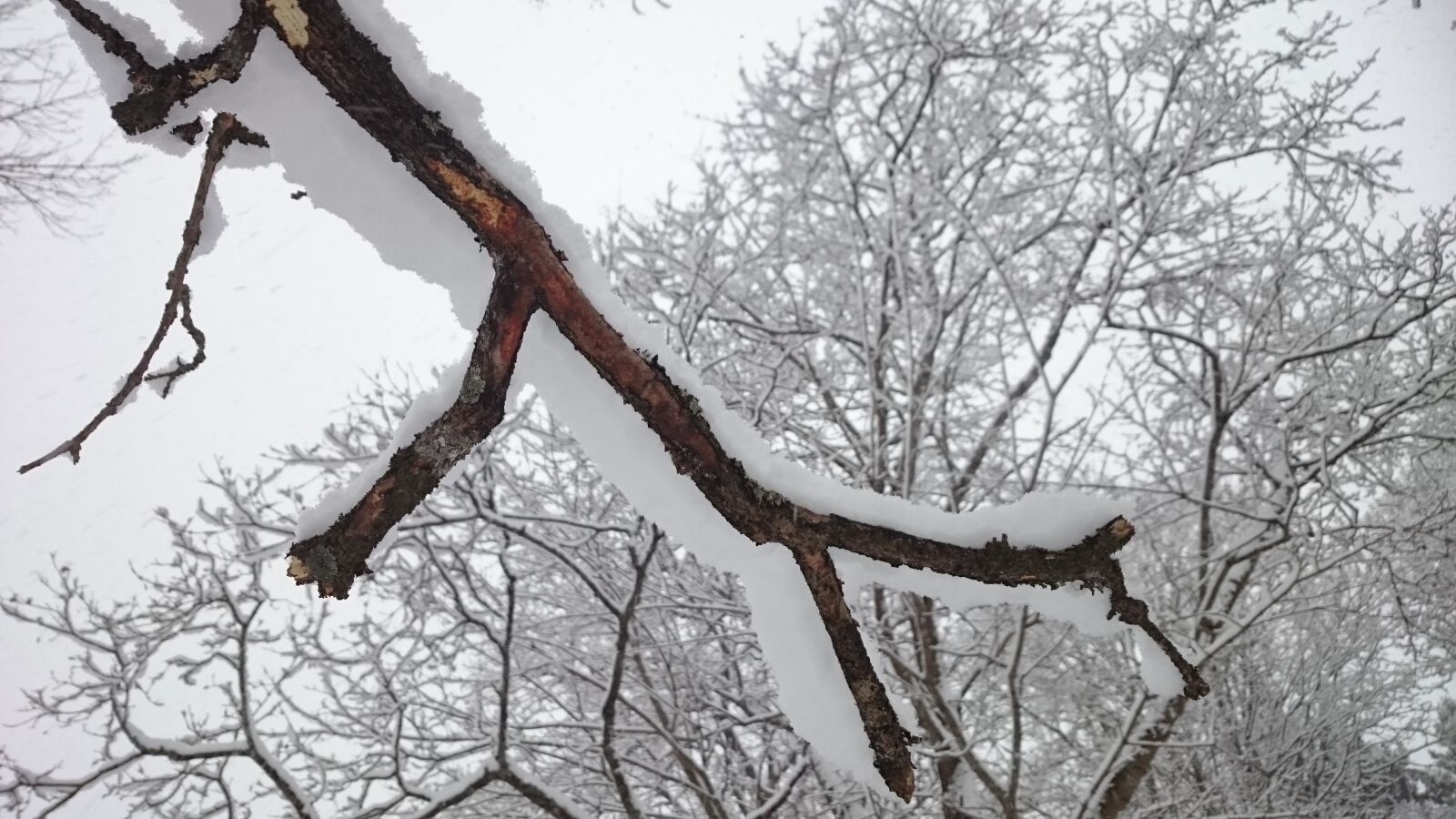 Sony Xperia Z1 Compact sample photo. Tree branch, tree, winter photography