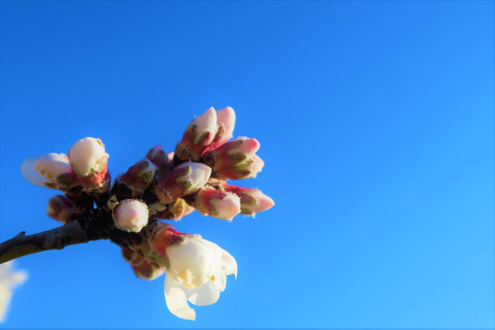 Canon PowerShot G7 X sample photo. Flower, almond, nature photography