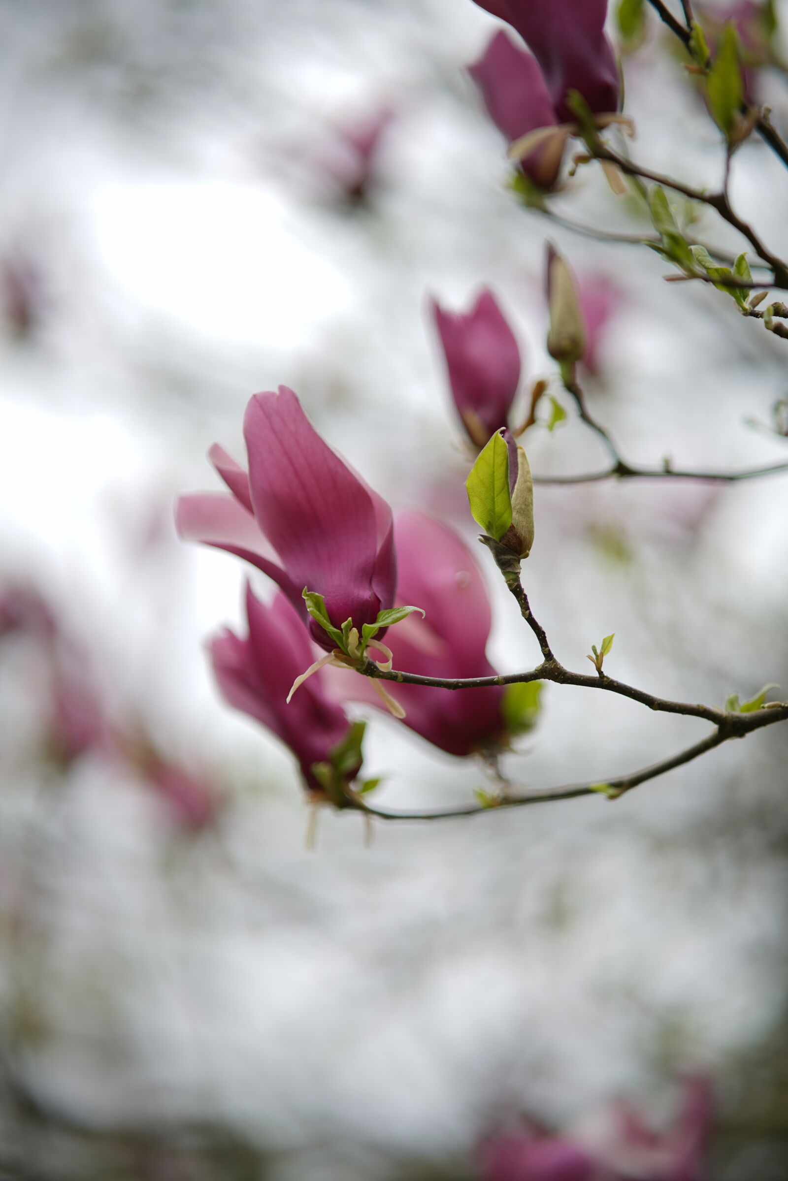 Samyang AF 85mm F1.4 FE sample photo