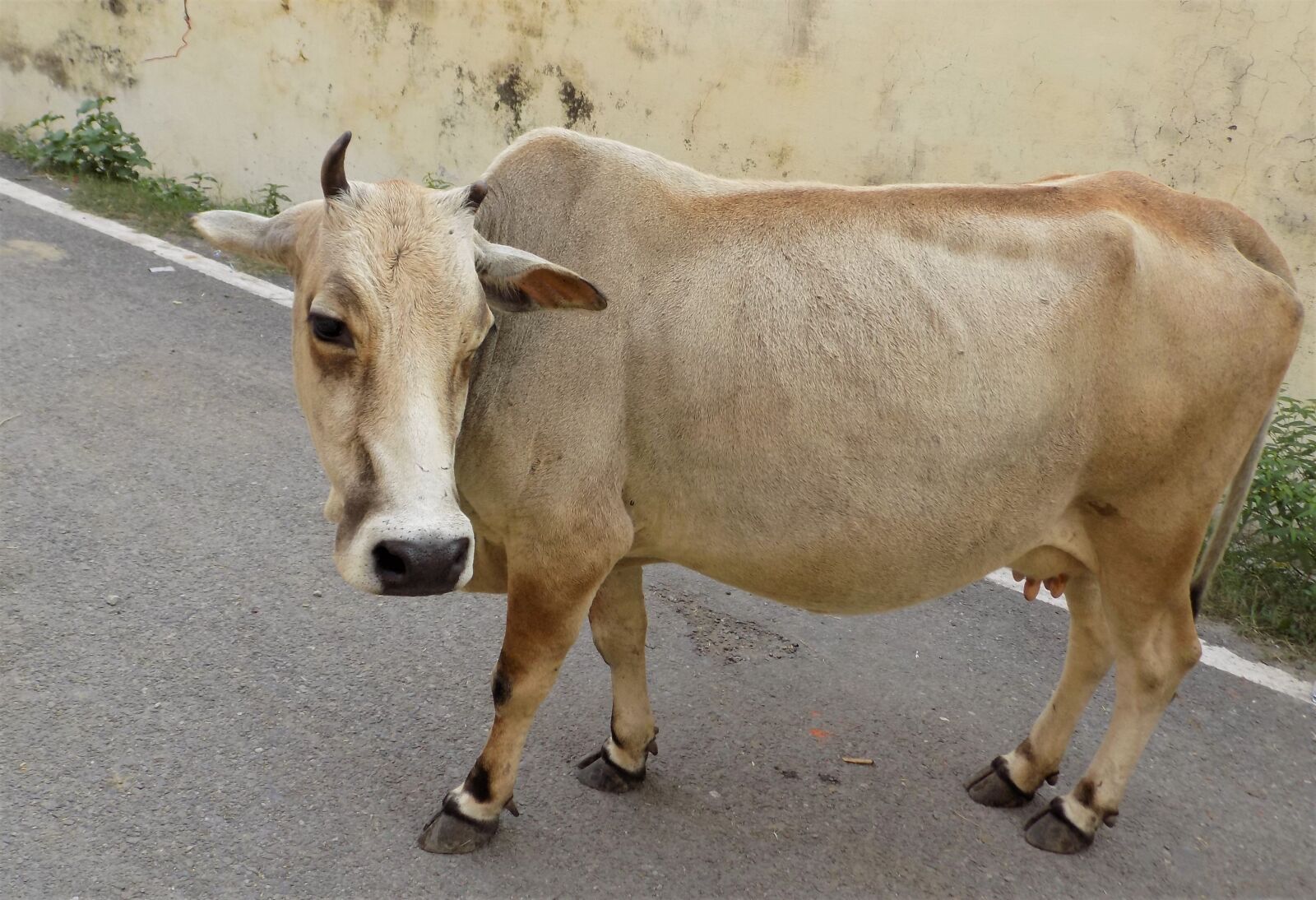 Nikon COOLPIX L340 sample photo. Cow, animal, head photography