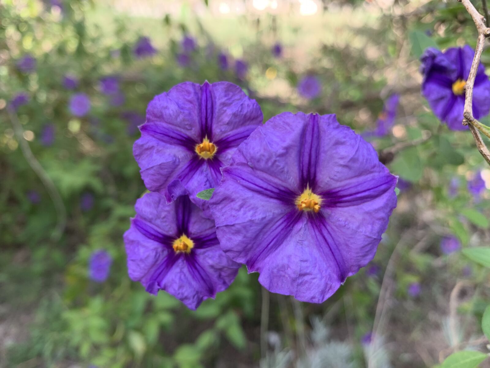 iPhone XR back camera 4.25mm f/1.8 sample photo. Flowers, nature, bloom photography