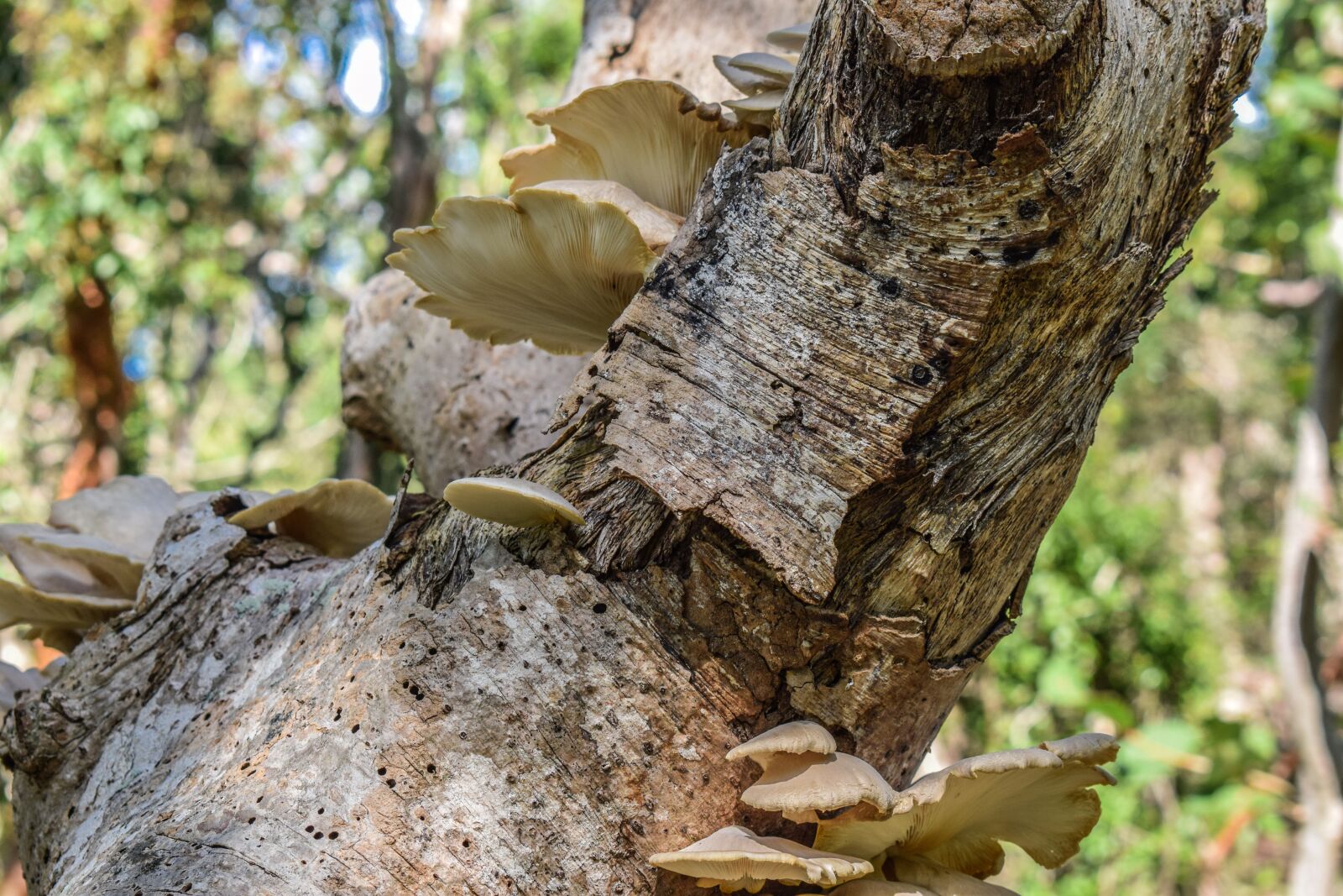 Nikon D3300 sample photo. Nature, tree, wood photography
