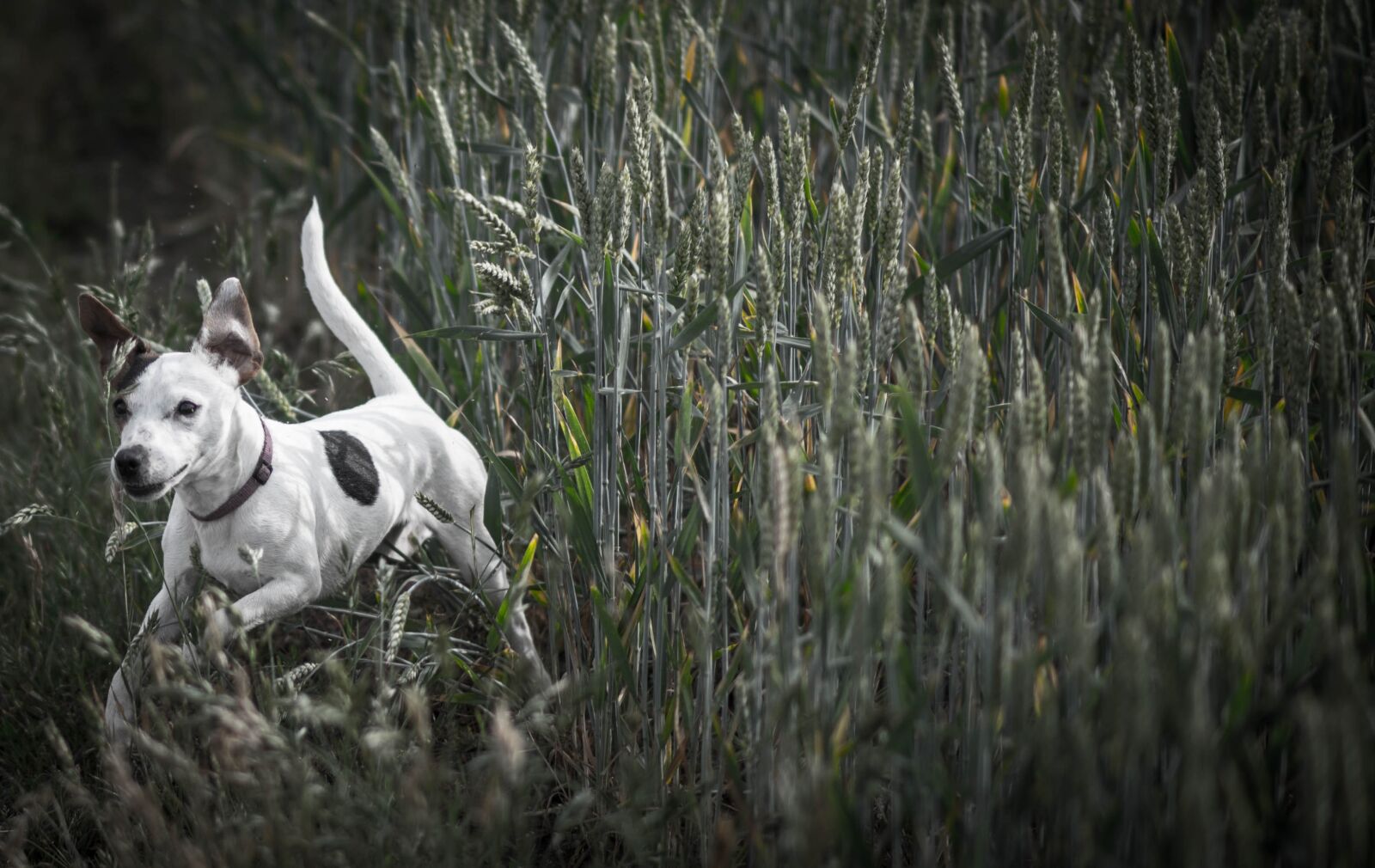 Nikon D750 sample photo. Dog, meadow, running photography