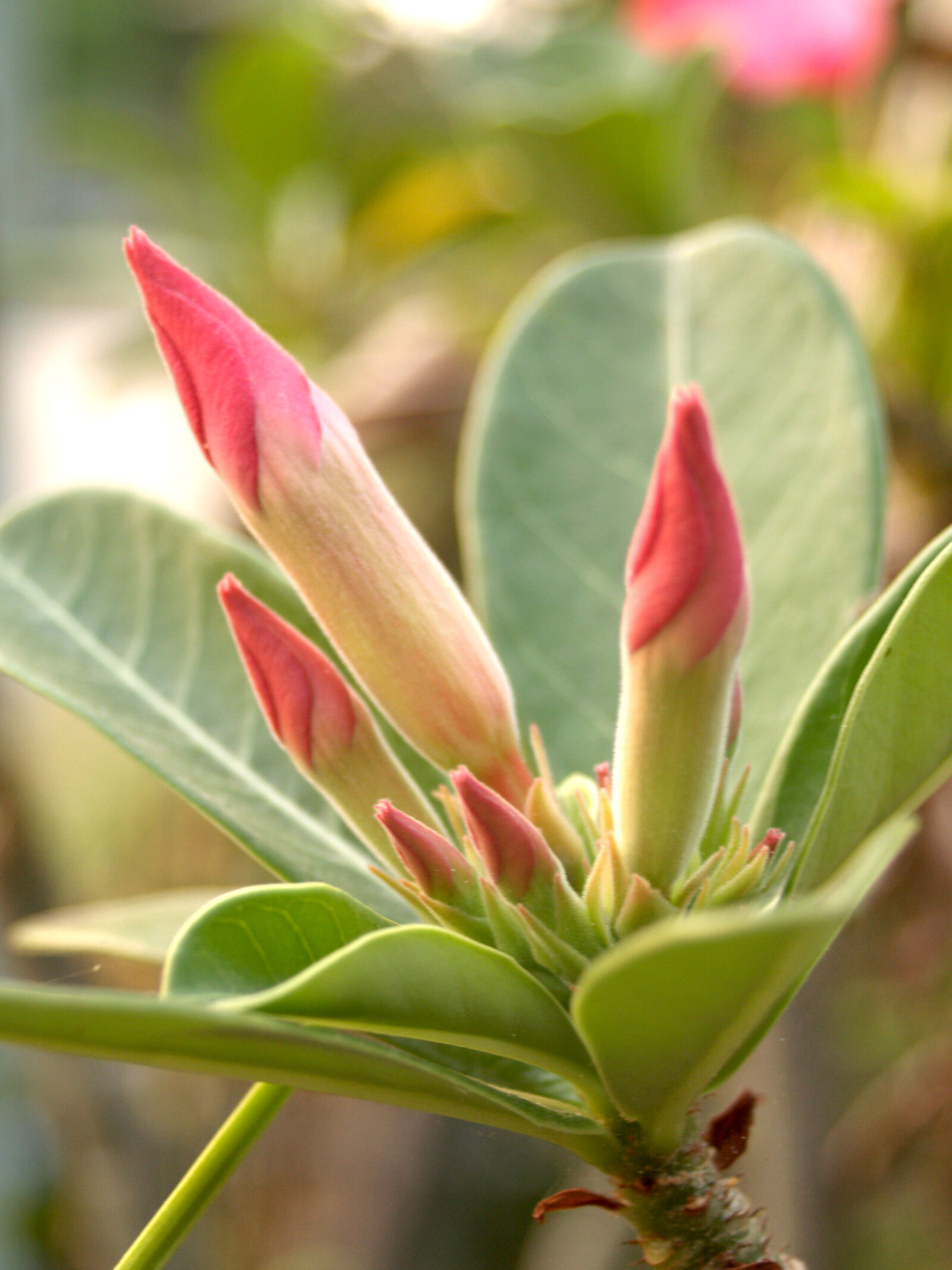 Olympus E-300 (EVOLT E-300) sample photo. Abstract, beautiful, beauty, bloom photography
